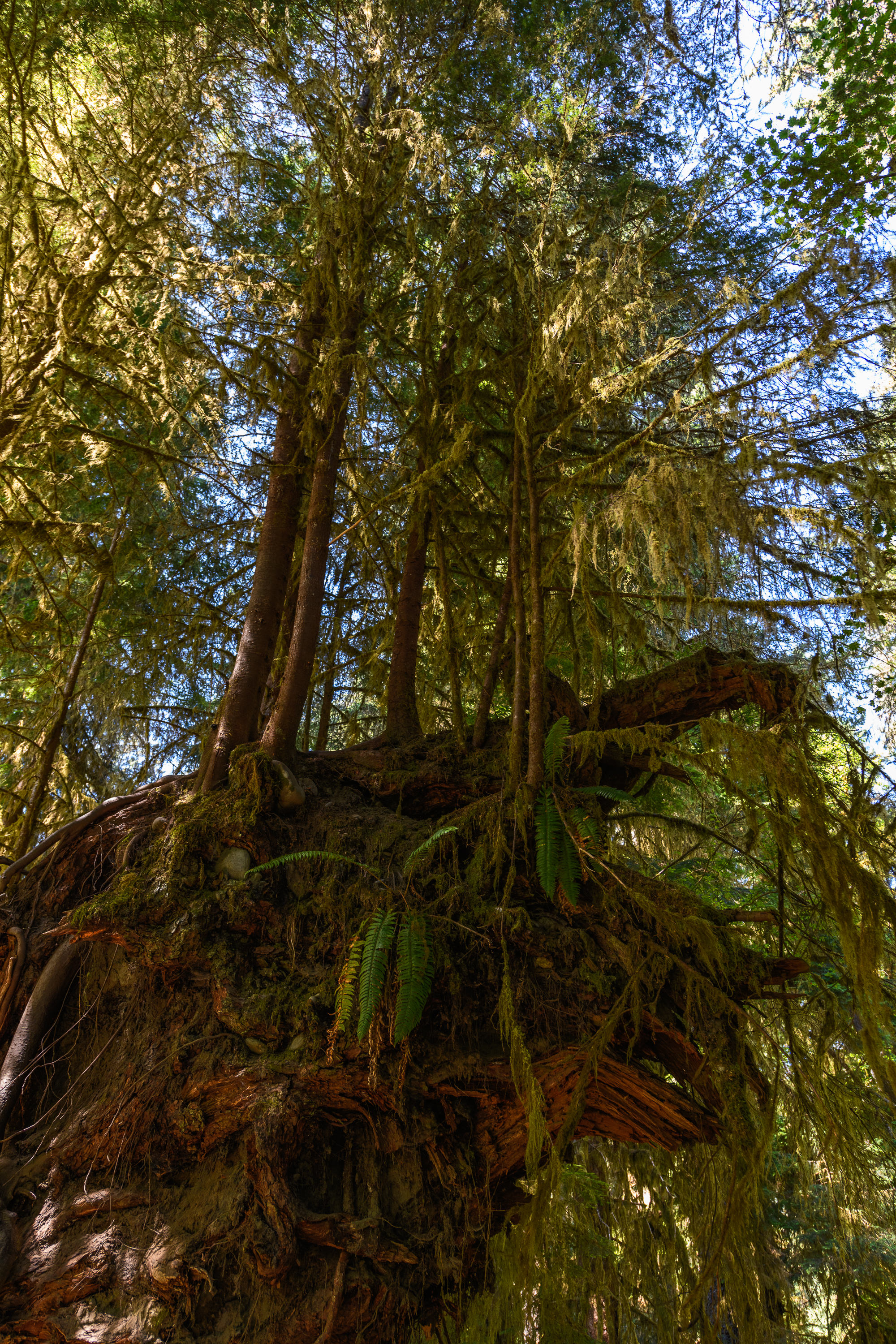 How rain forest. Pacifique 