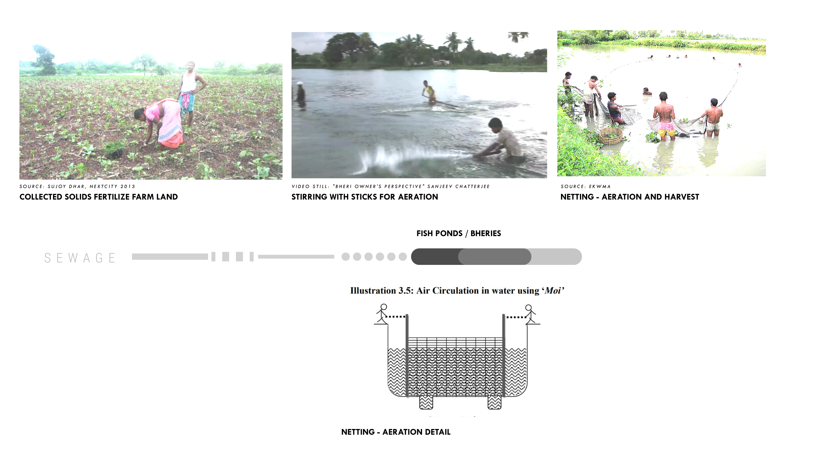 Fig. 27. Bheri workers separate large solid waste from the ponds to be used as fertilizer, and manually aerate the ponds by stirring them with sticks, while netting mature fish to be brought to market.