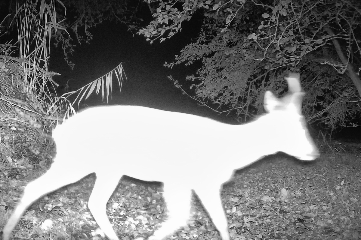 Mitschnacker (2023 - 2024)