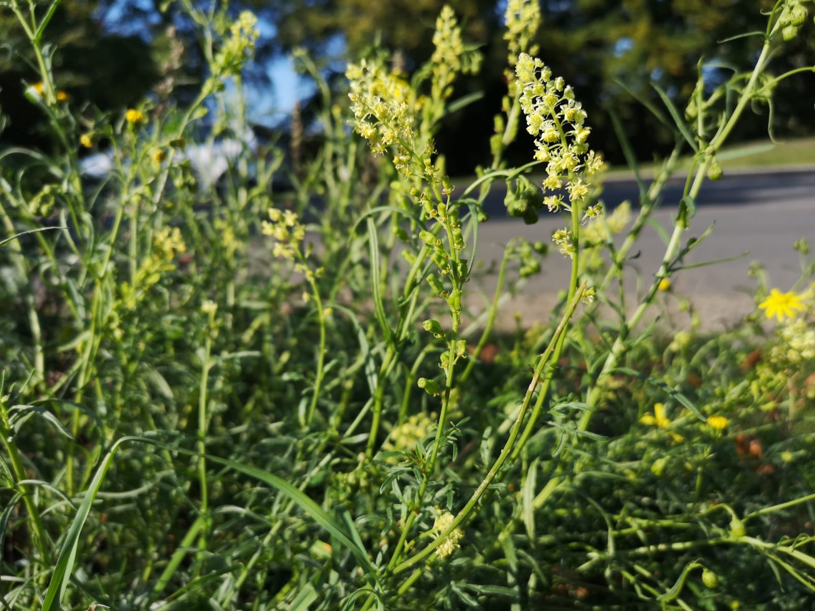 Wild mignonette (wild weld) growing on old train tracks