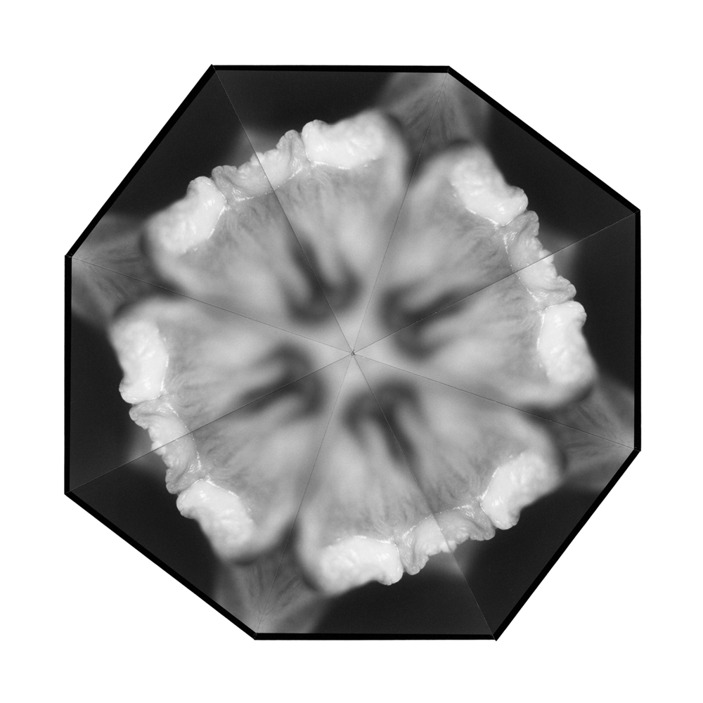 2004 01The Flowers of DelightKvetiny slasti