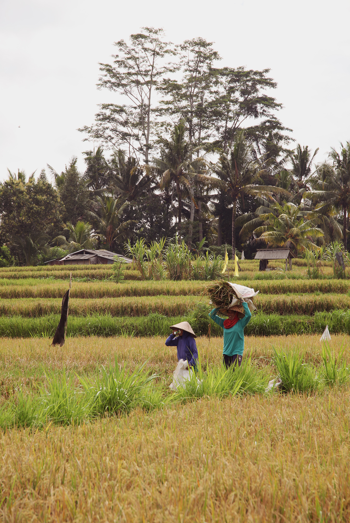 Bali best sale harvest bag