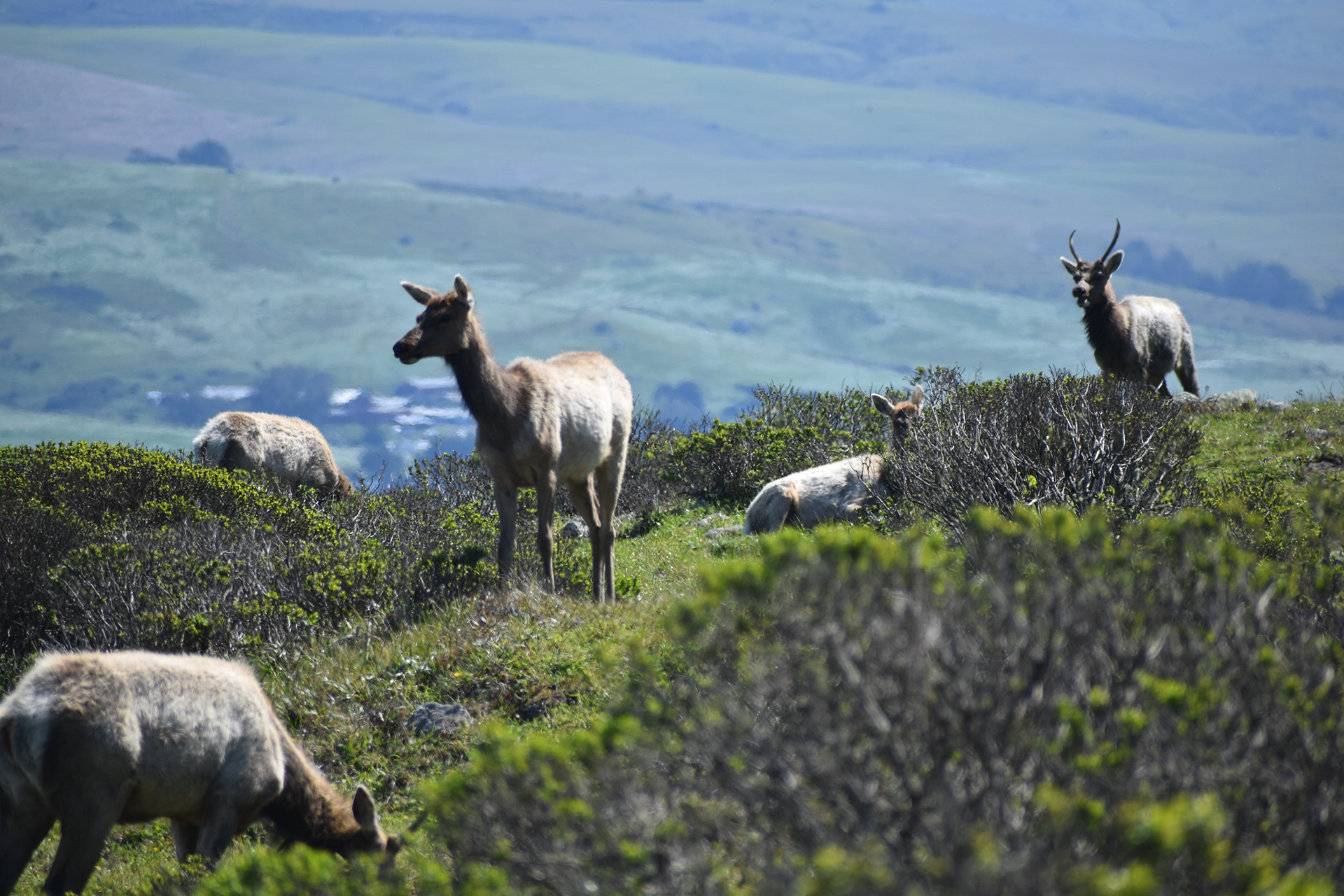 Tule Elk, Tomales Point, CA