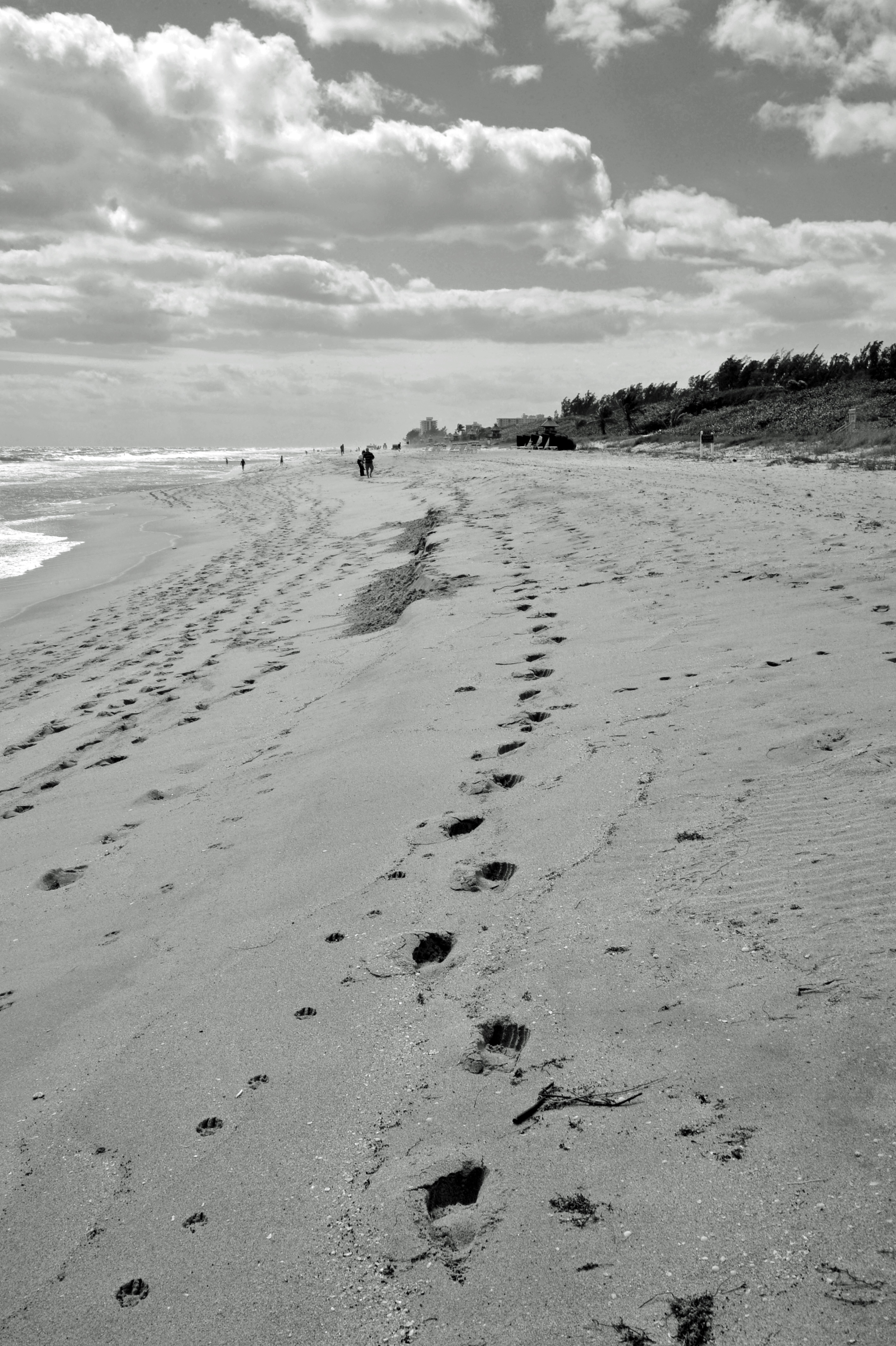 DSC 2136 FloridaBUY THIS PRINT