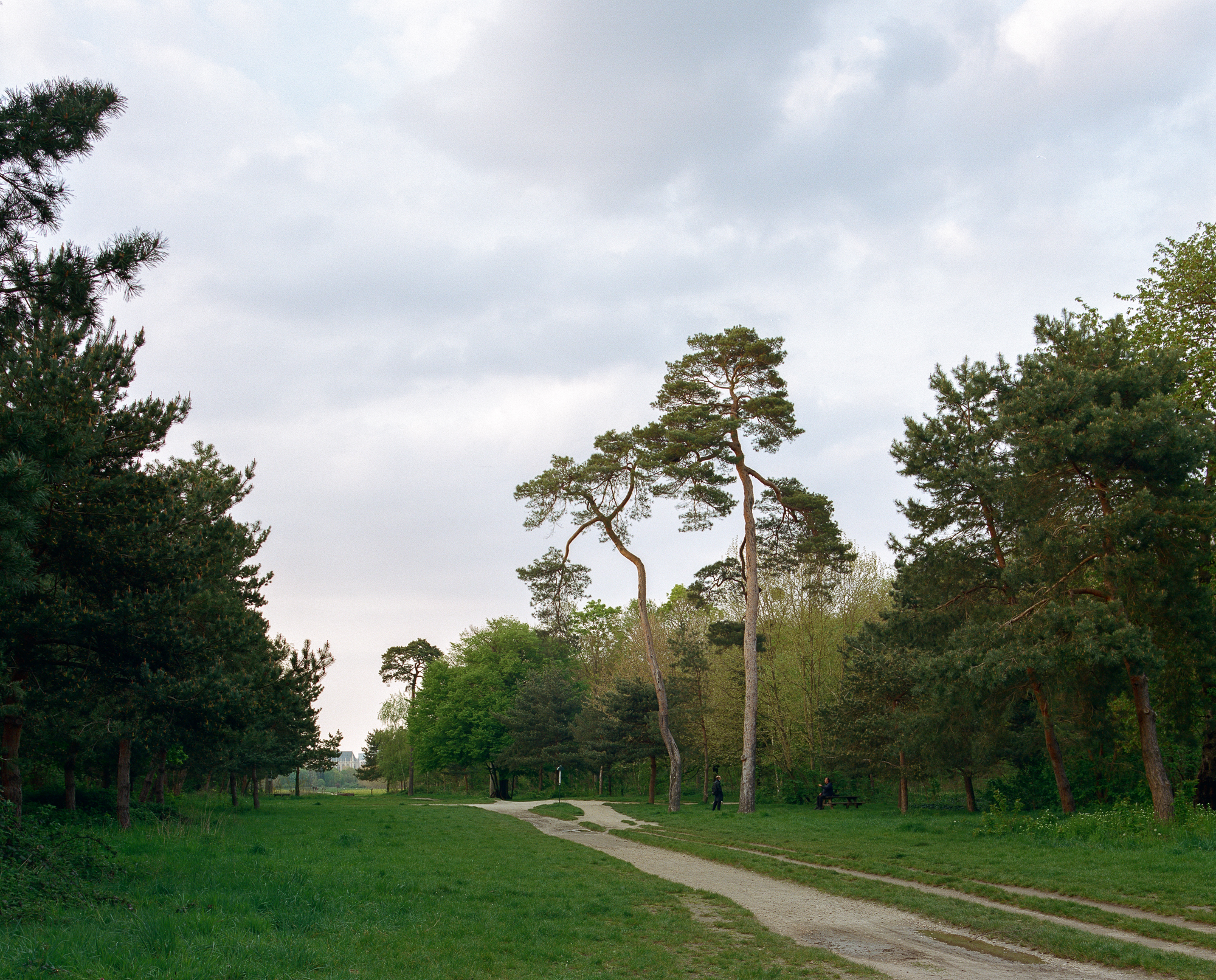 Les pins parasol ponctuent un sentier qui mène à l'allée royale