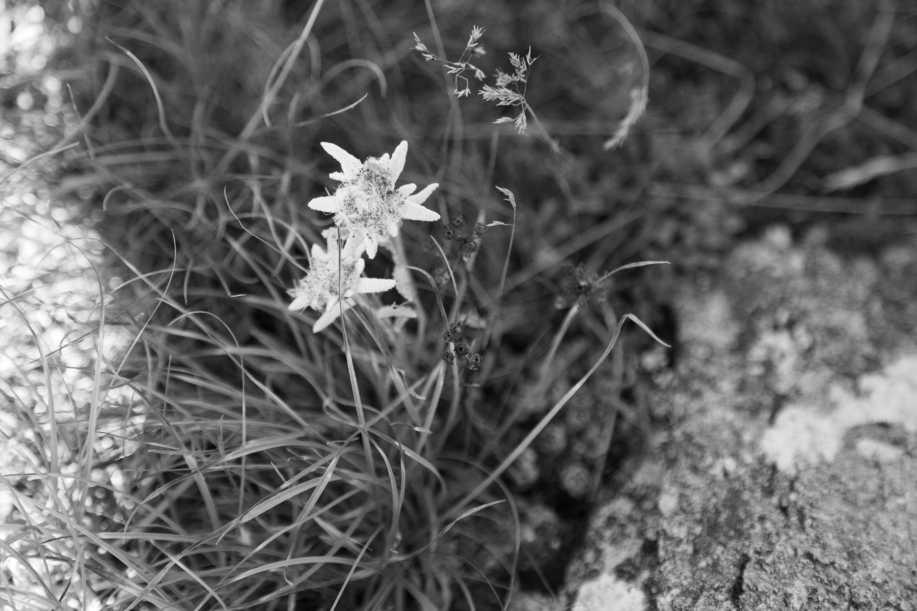 Wallis, Switzerland, 2021