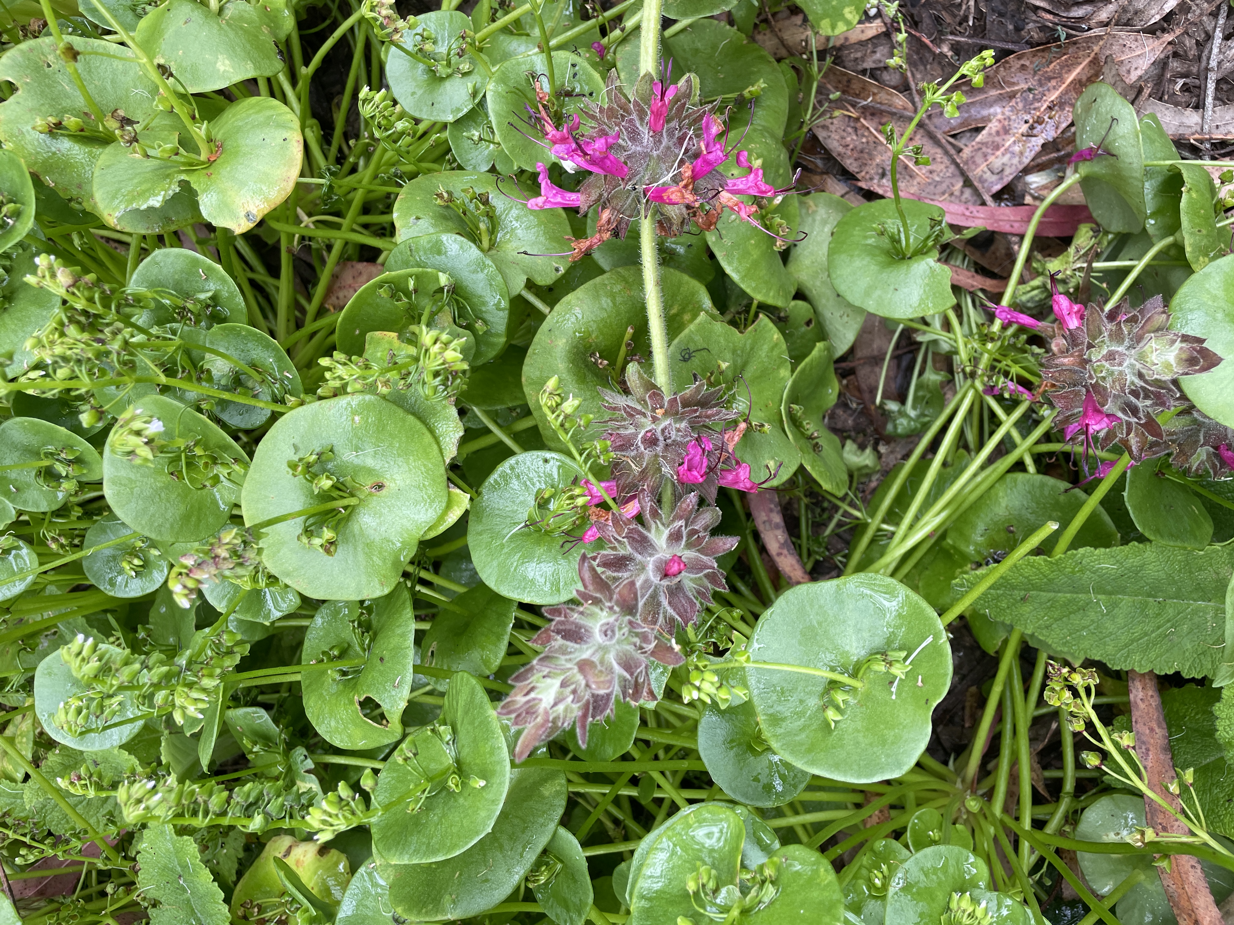 profusive miner's lettuce, with hummingbird sage
