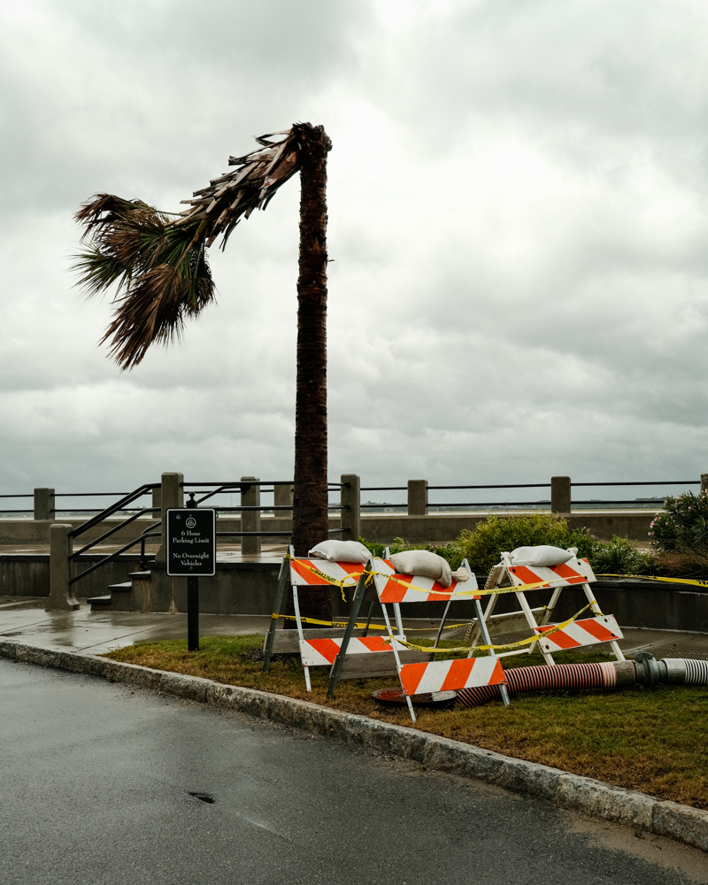 A wind-snapped Palmetto Tree along Murray Blvd