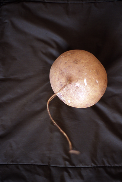 Jicama, pigment print, 29x23cm