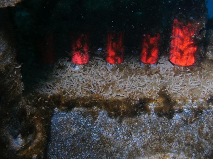 RemOs1 (2012 – 2020), Ny Ålesund, Spitzbergen. 26.06.2013, 14:16. ©Philipp Fischer.