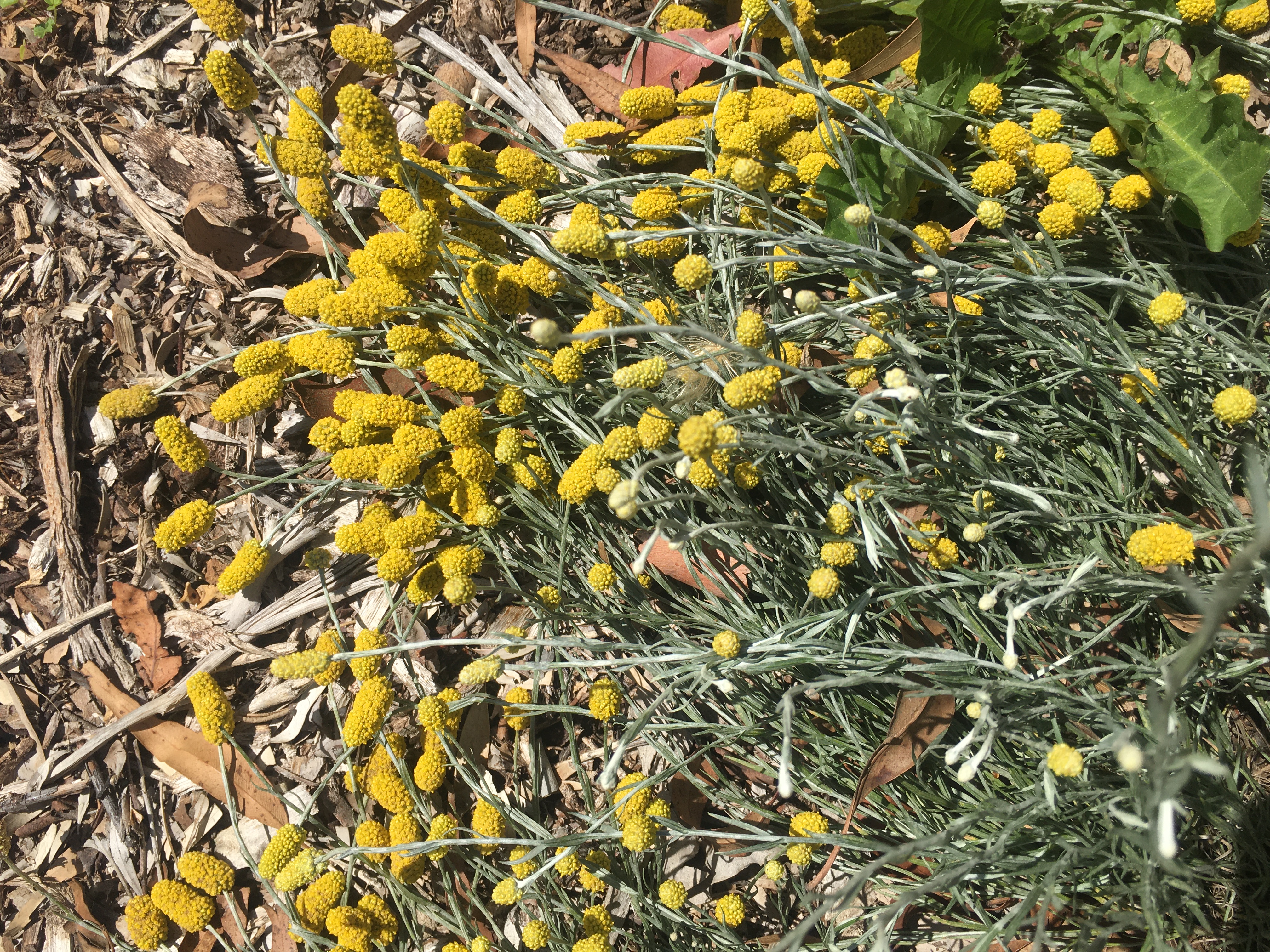 Lemon beauty heads (Calocephalus citreus)
