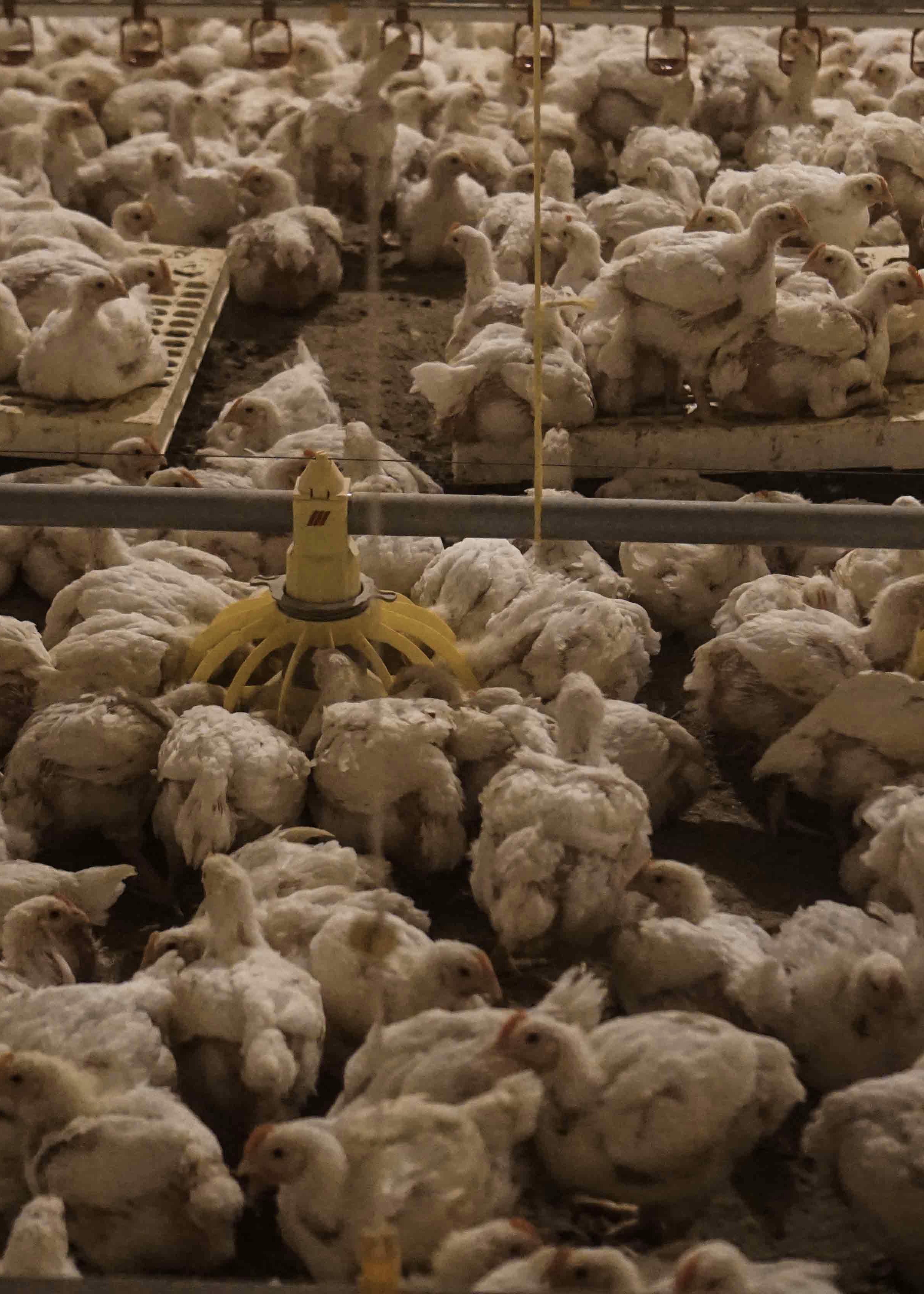 Reality of Bell chicken farms with BTS standards, questioning the conditions of the program. Photographer: Nadine Jürgensen, NZZ, 2016.