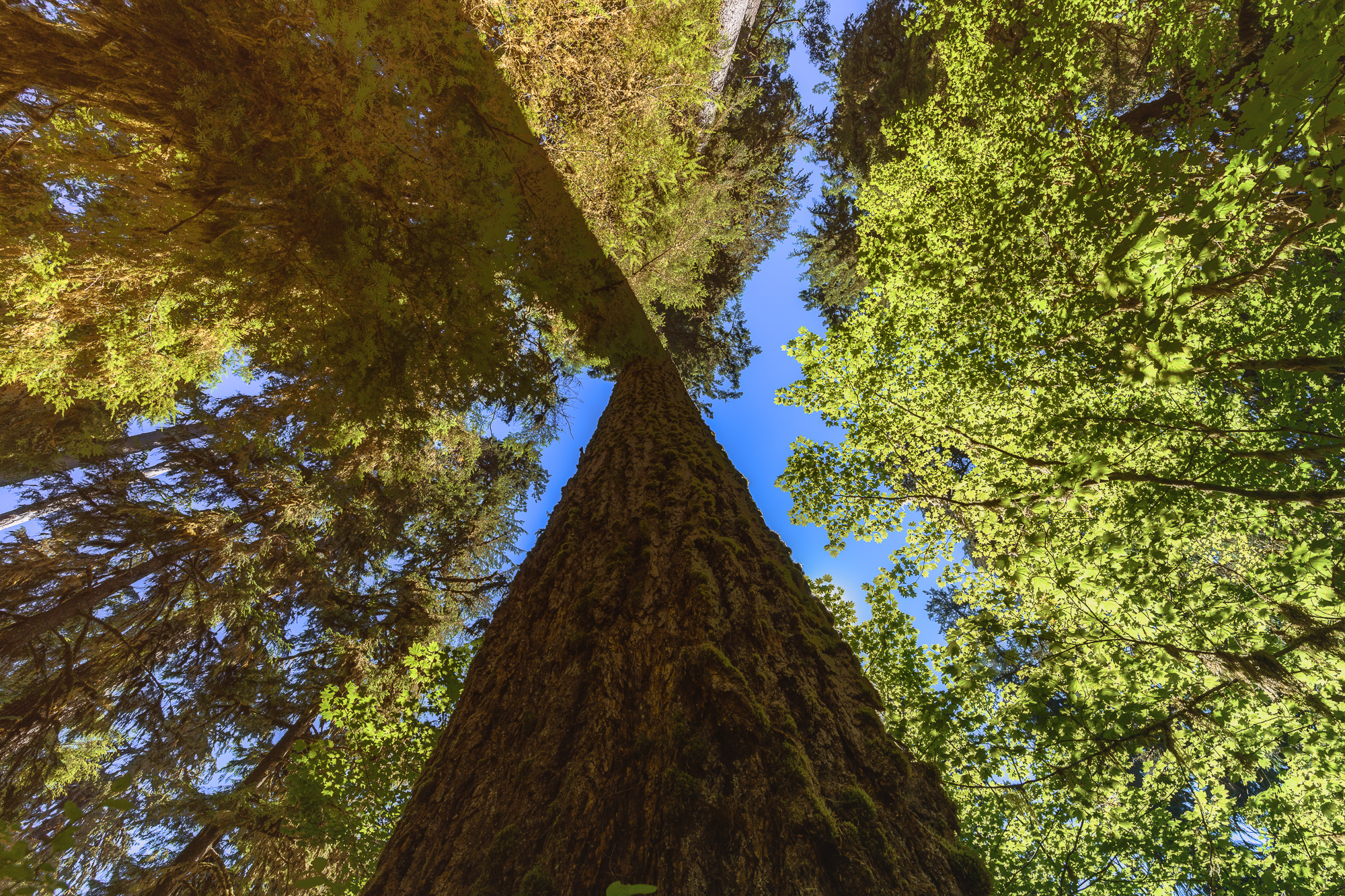 How rain forest. Pacifique 