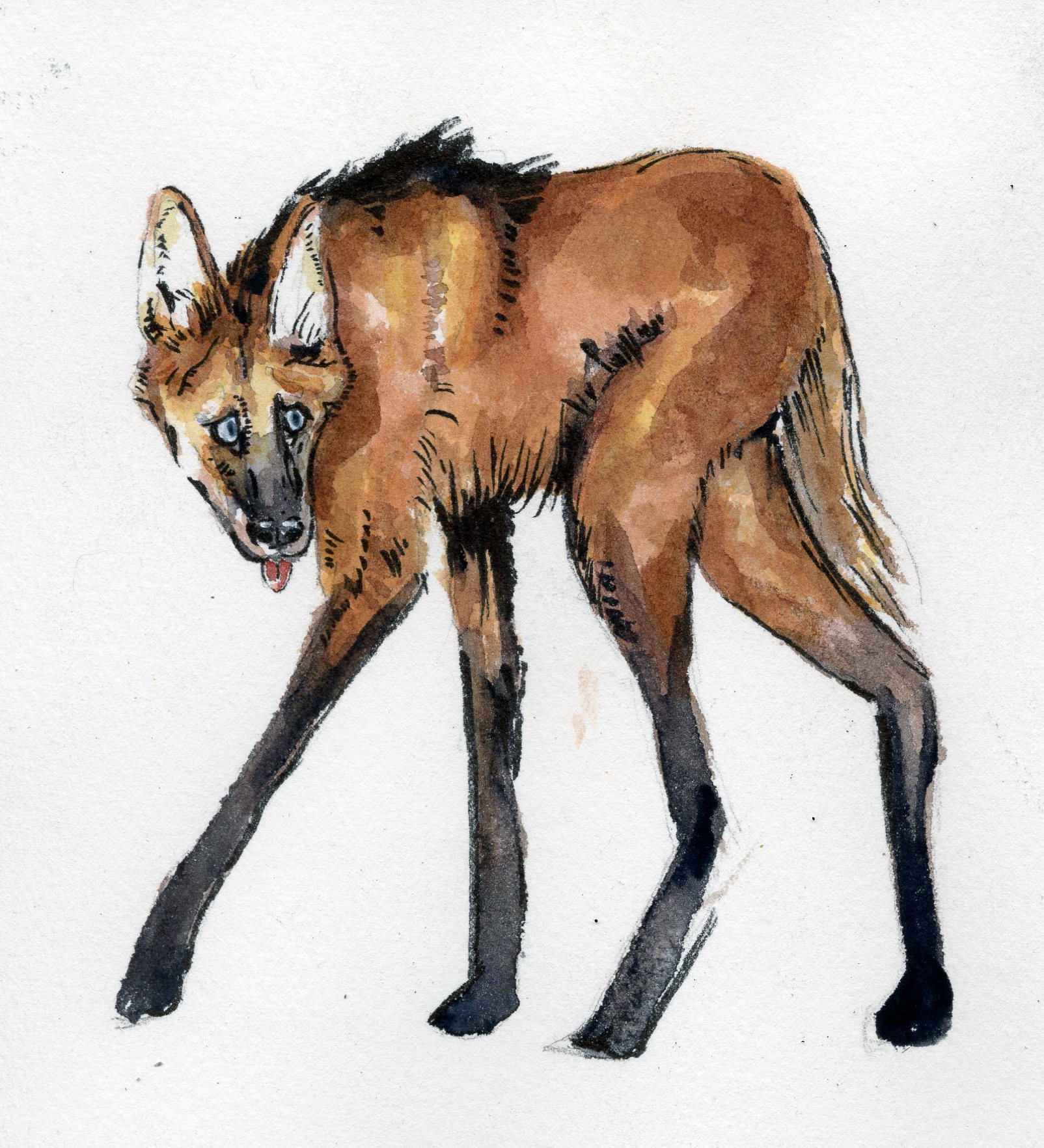 maned wolf 2017 watercolor