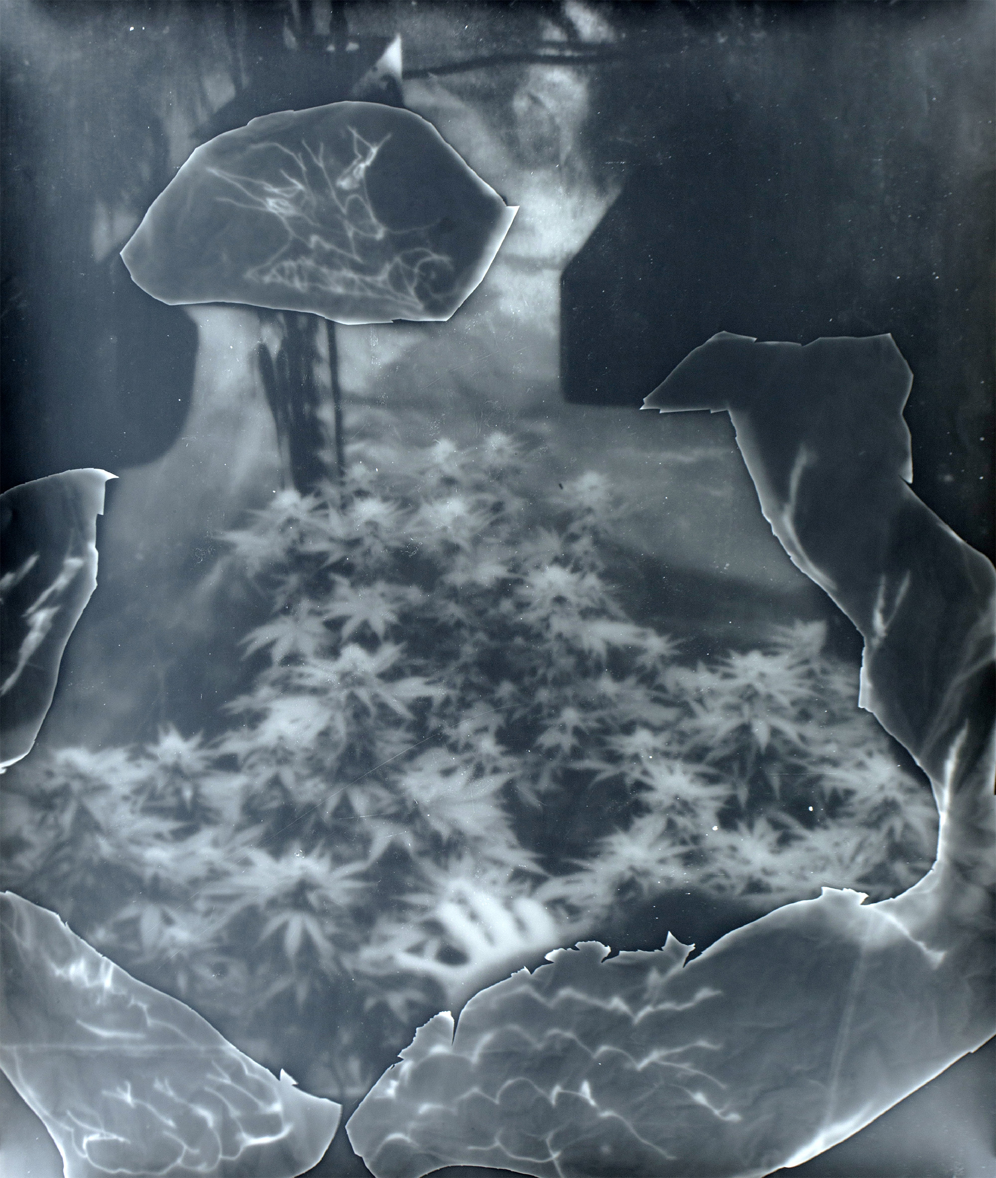 Green Lovesilver gelatin print, cliché verre and photogram on silver gelatin photographic paper, unique, 61x51cm, 2018 · info