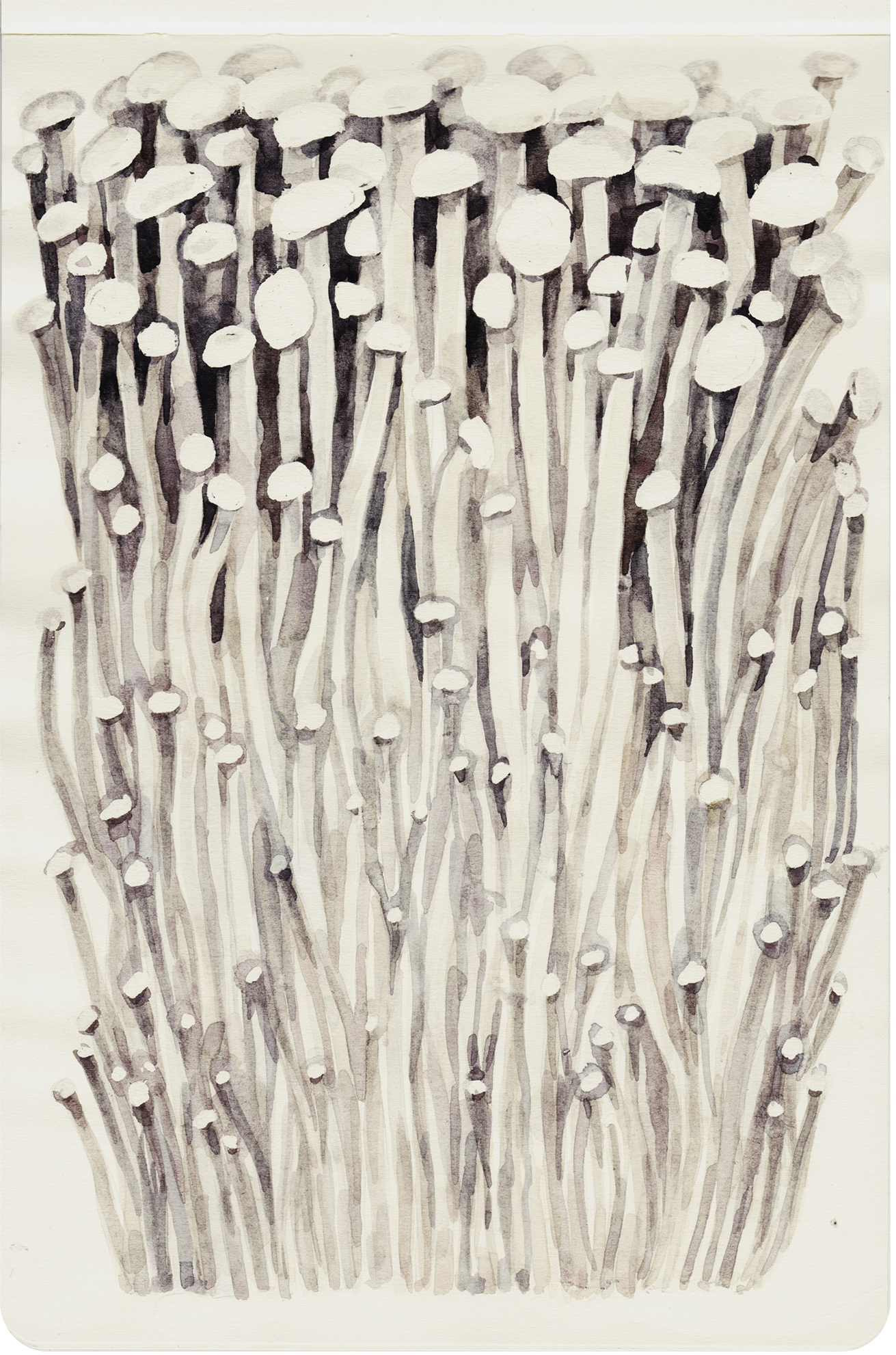 EnokiMushroom ©2023.