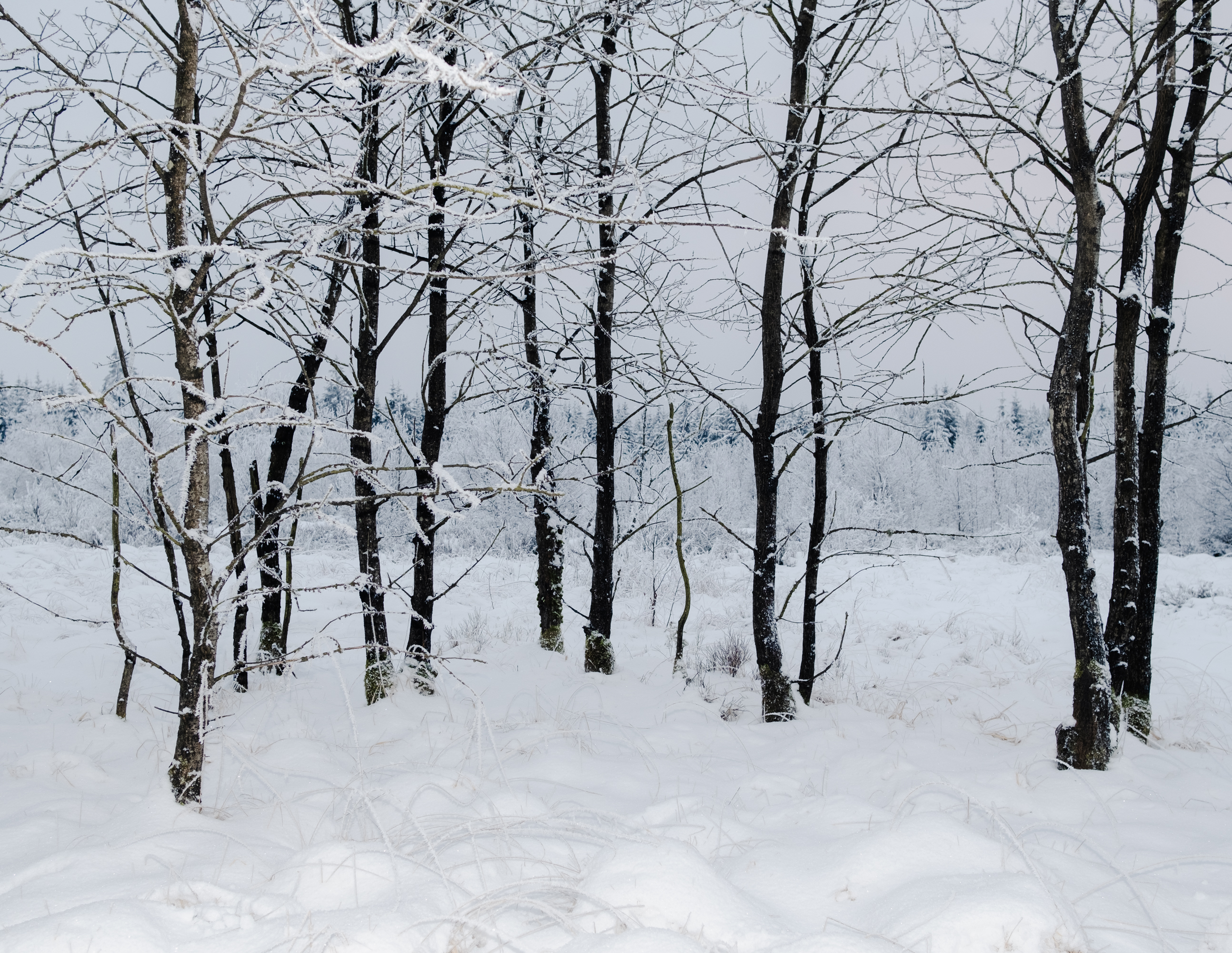Strawberries in Winter