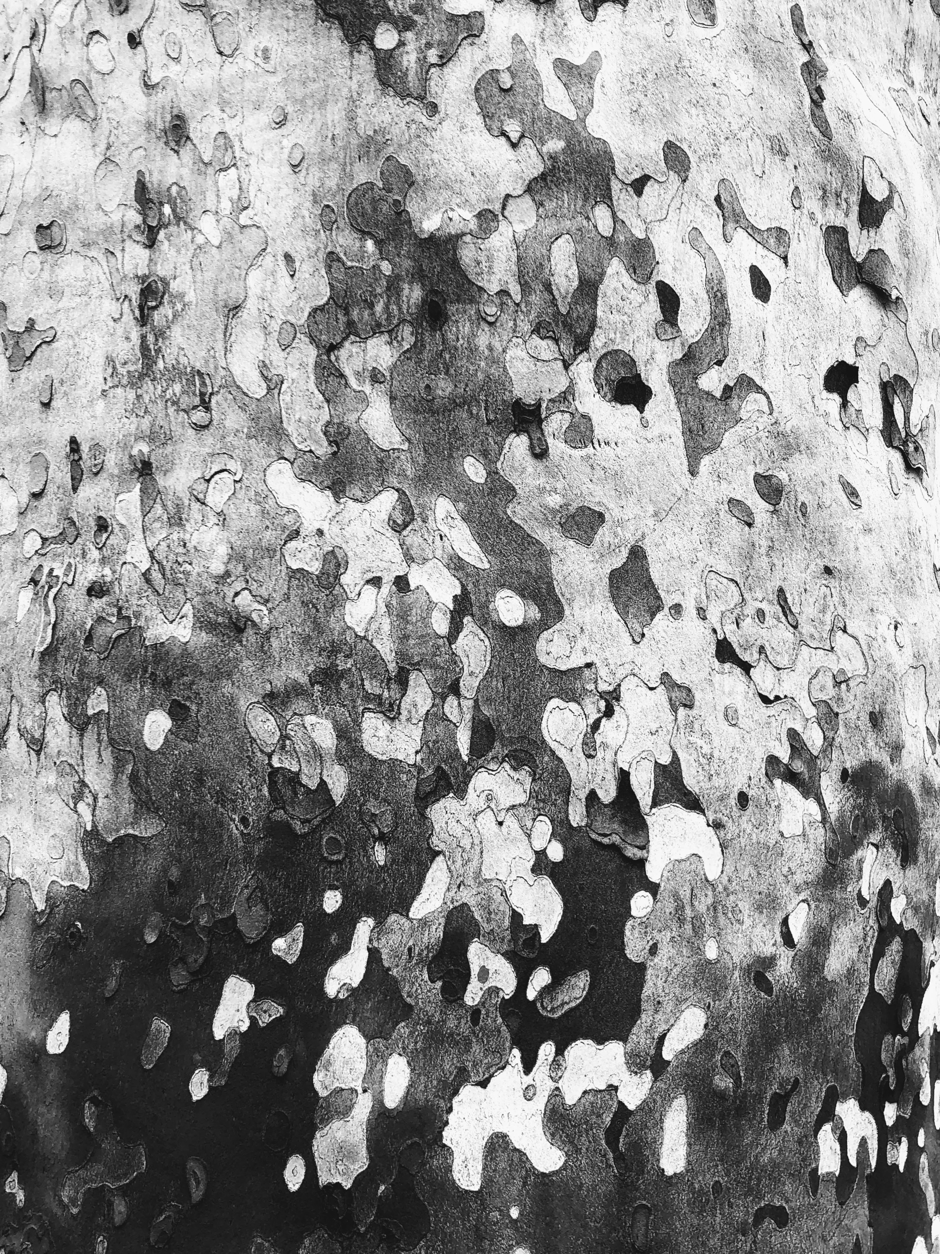 Platano, Orto Botanico, Bologna, 2-2-19