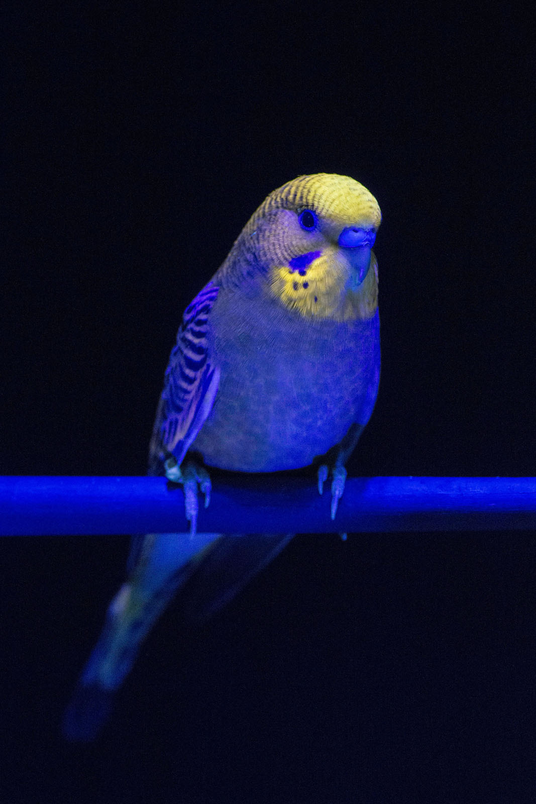 uv light for budgies