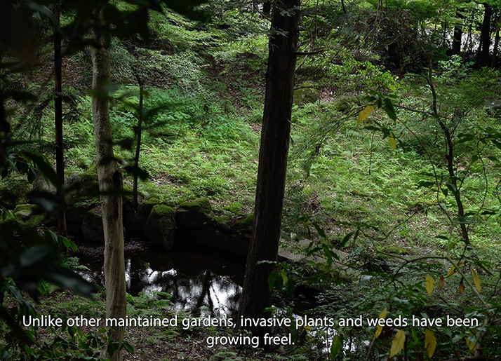 EPHEMERAL GARDENS [2025]