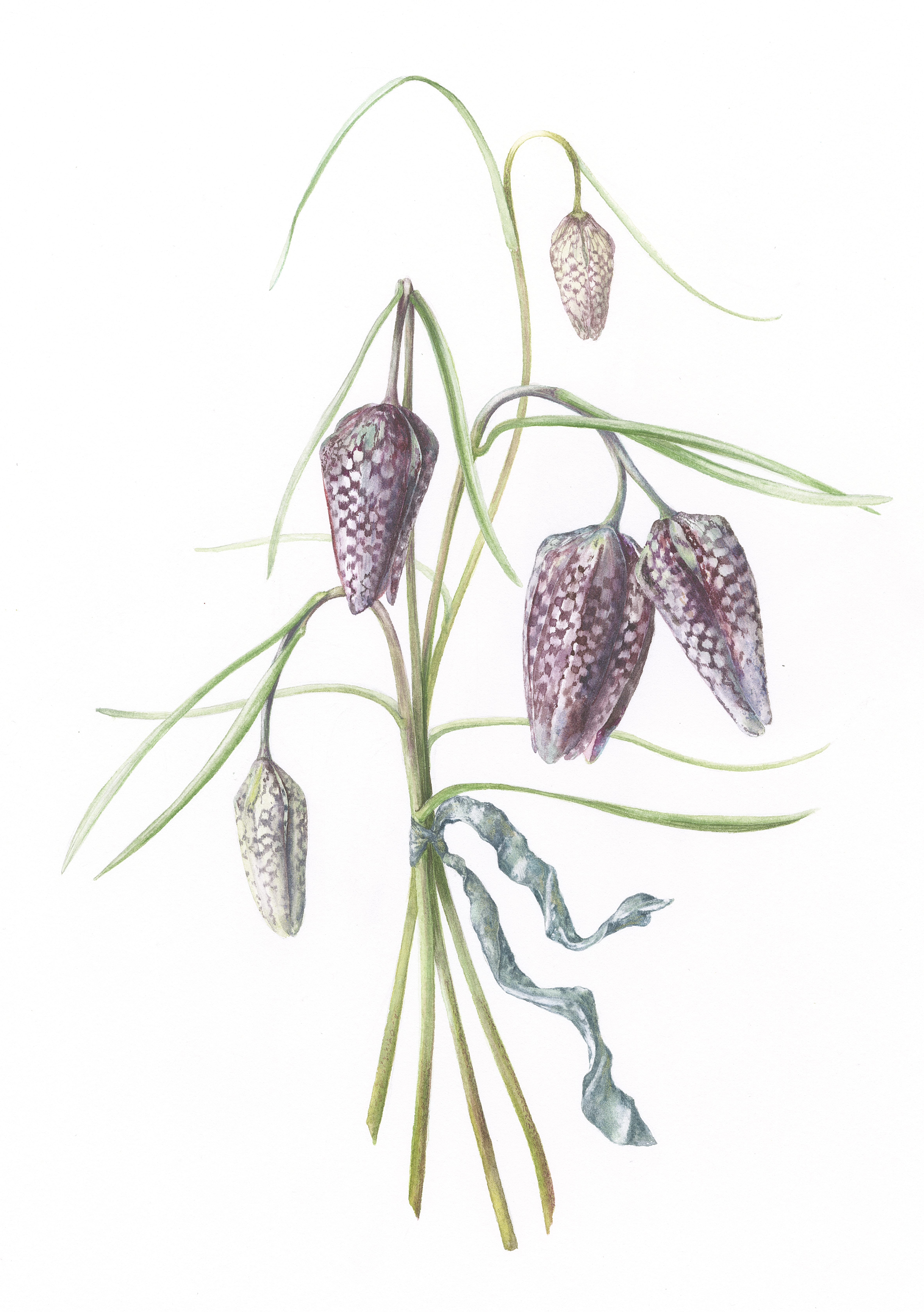 Fritillary posy