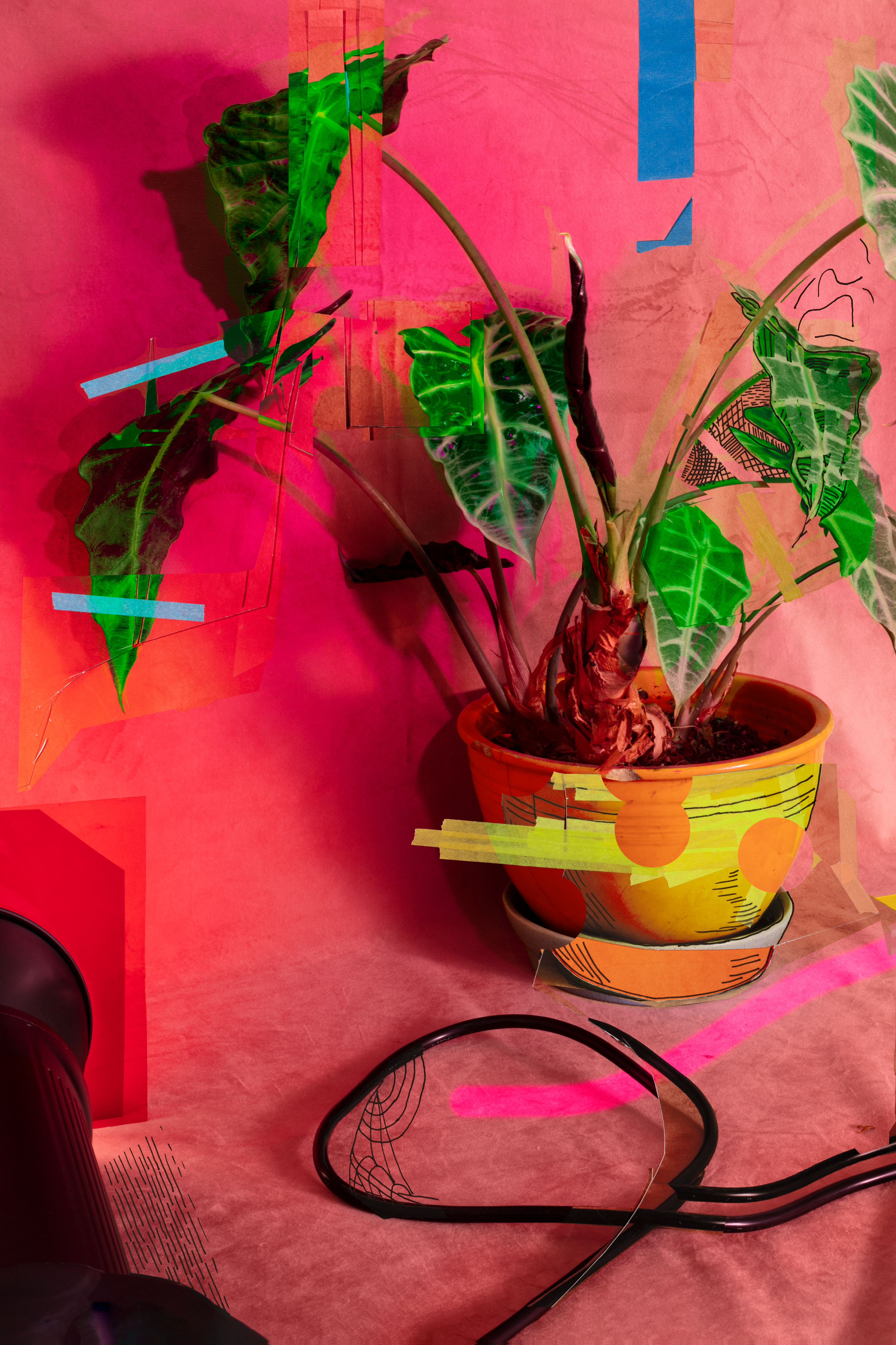 You are all of these: Tasteful, mysterious, tropical, and graceful, 2021, archival pigment print, 36”x43” and 17”x22”