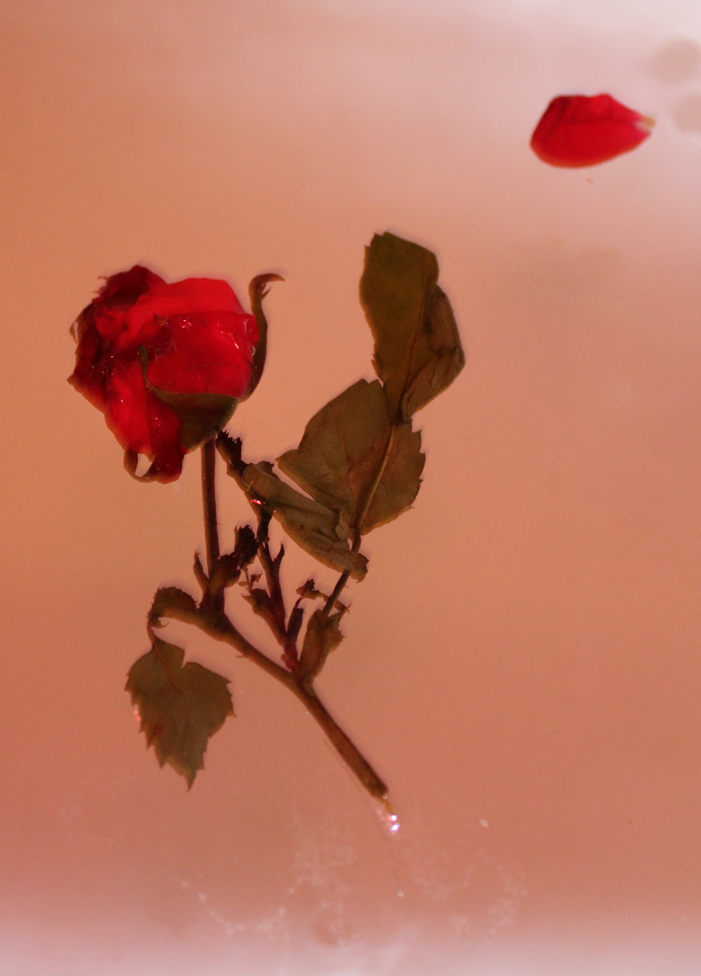 rose | 2017 | redcliff, ab