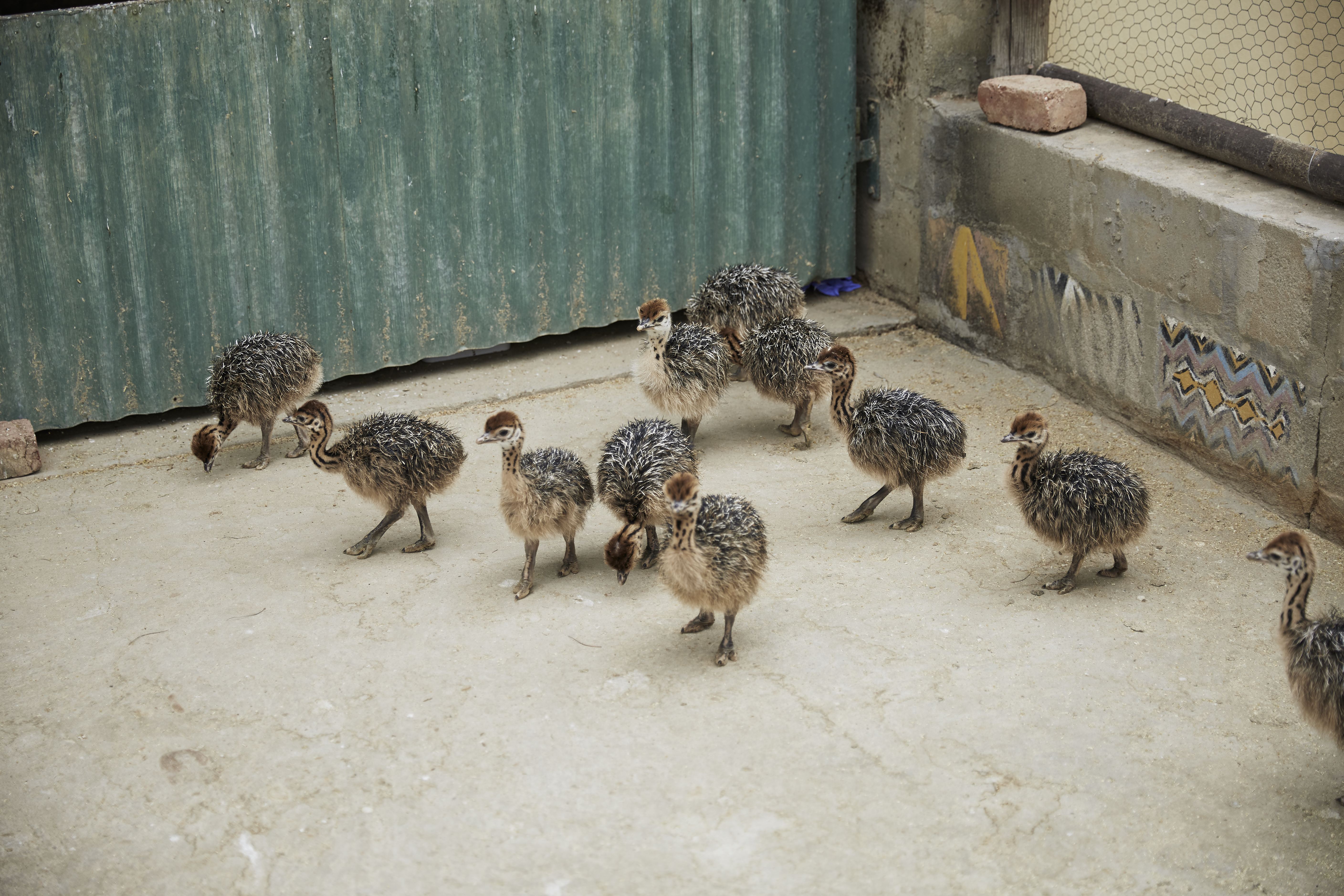 The young ostriches are held seperately