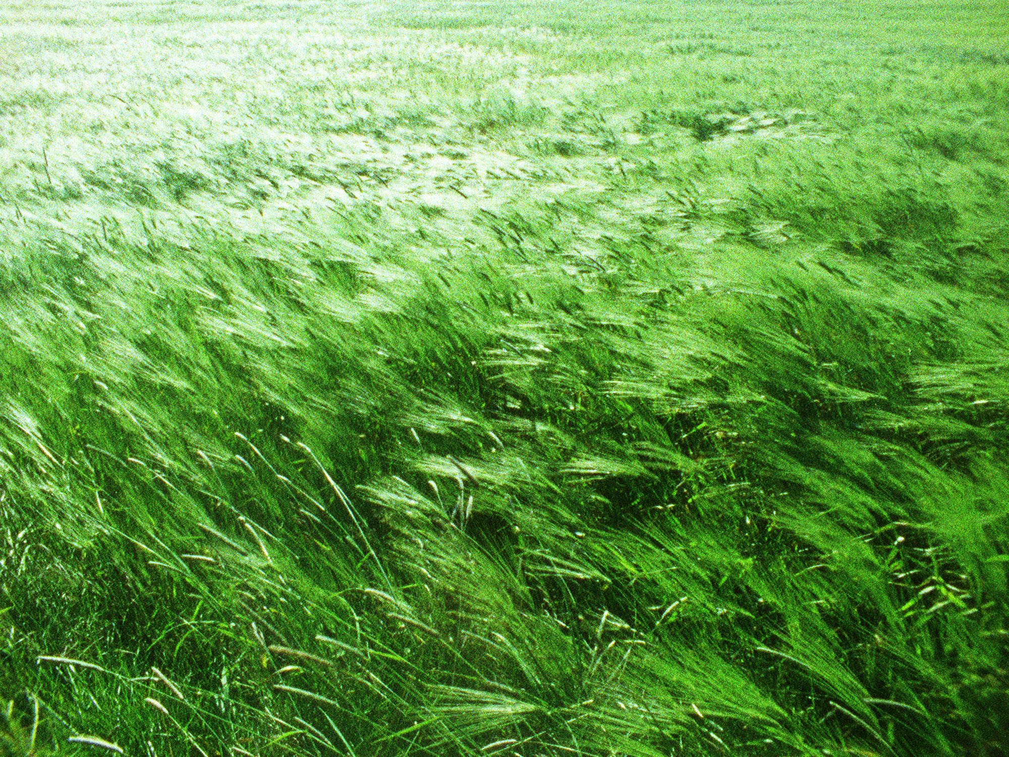 At Any Given Moment, Grass 1, 2009; video projection:16mm film screened as single-channel video projected at architectural scale, color, sound by Drew Schnurr; continuous loop, 5 minutes. (still frame)