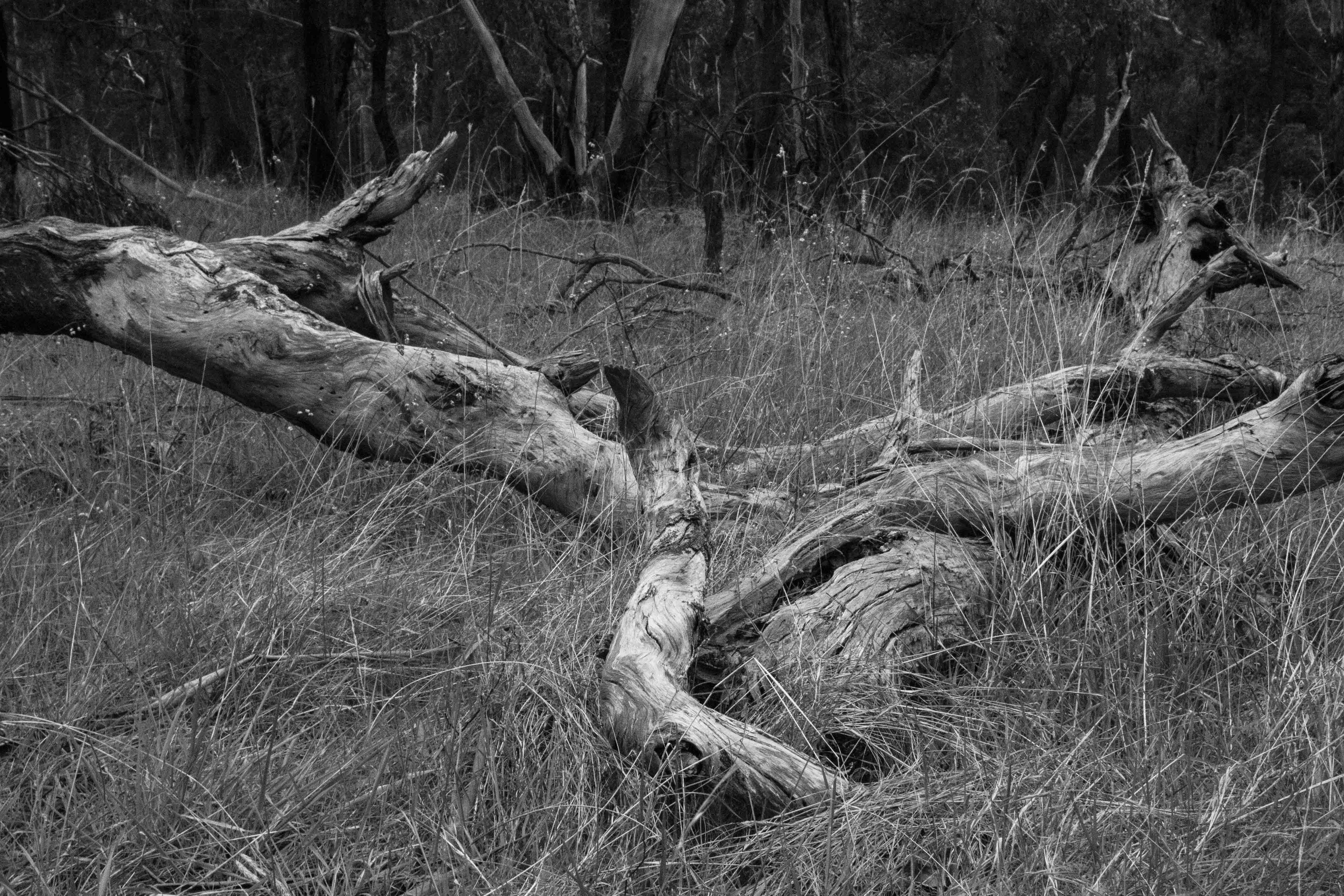 Landscape Images - Inspired by Ansel Adams