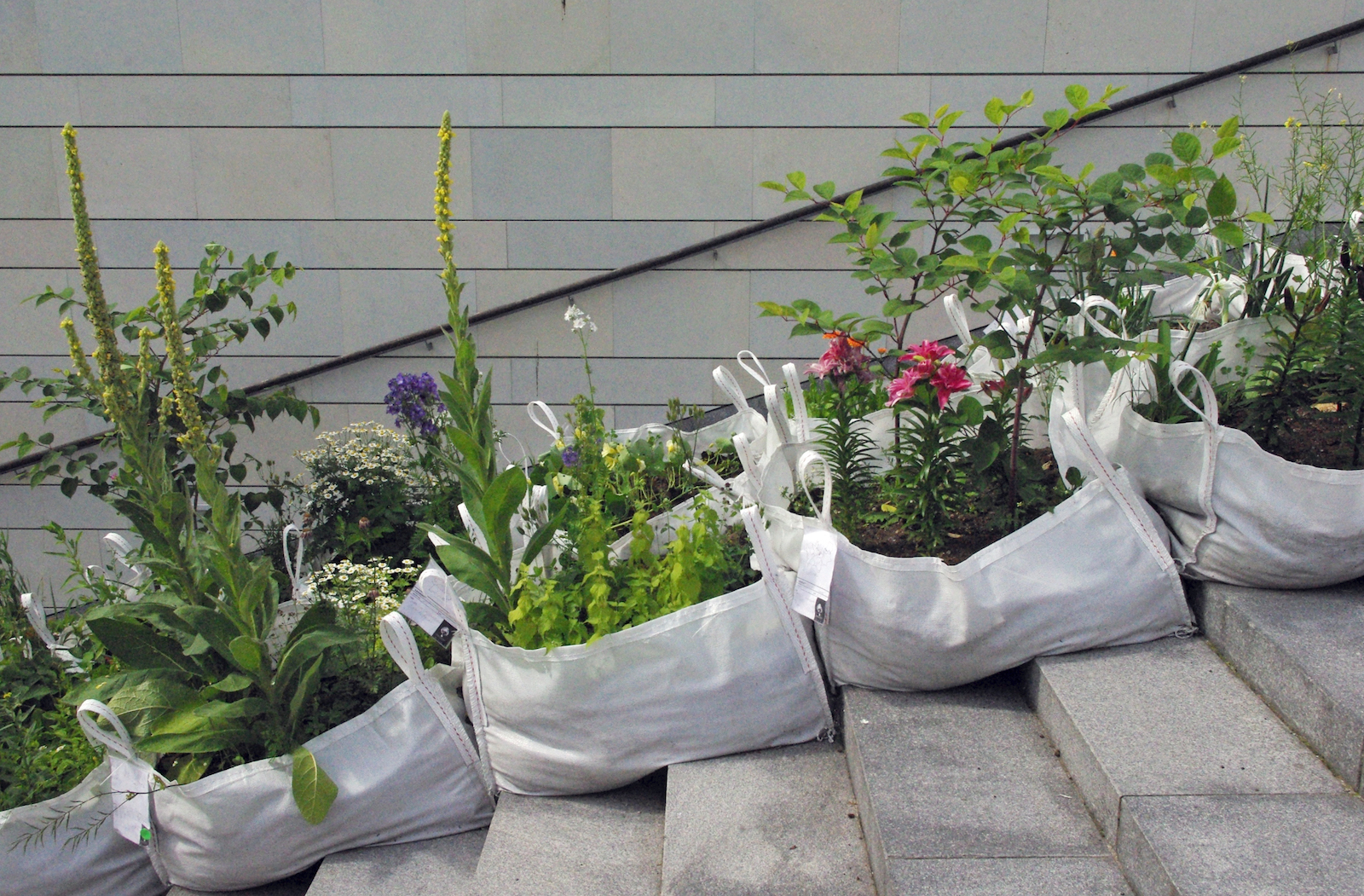 Figure 4: Katrin Koov, Maria Pukk and Ivar Lubjak, Pineapple or Artichoke? (2013). A mix of common cultivars, meadow plants and ruderal species, including dense-flowered mullein (Verbascum densiflorum) and invasive japanese knotweed (Reynoutria japonica). Photograph by Katrin Koov.