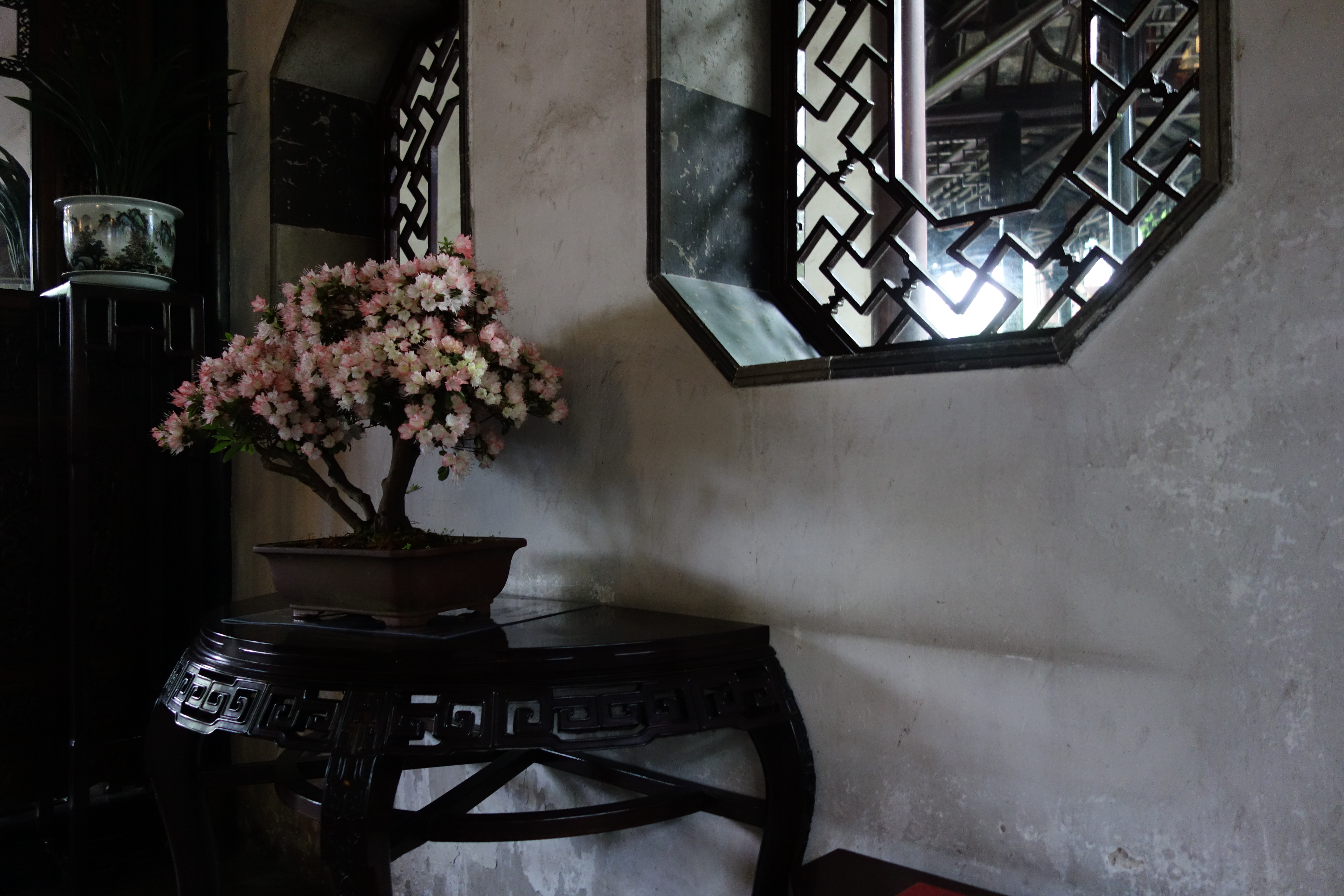 Kamelie oder The hall of 18 camellias, Suzhou, 2019