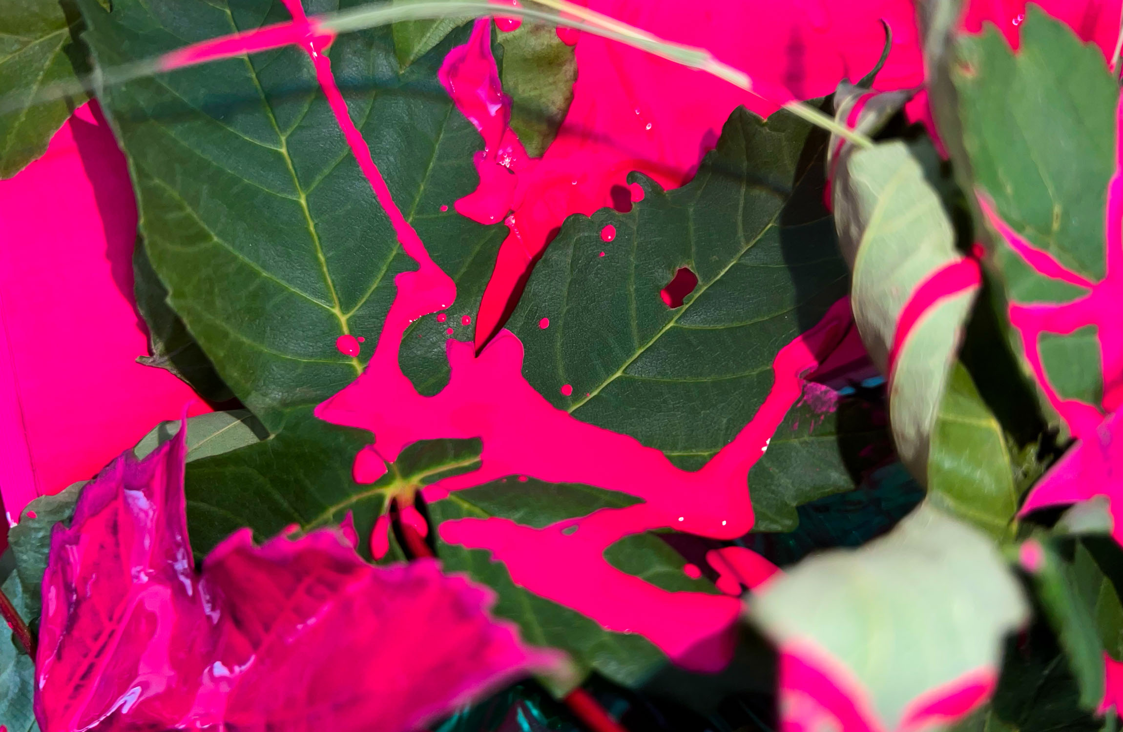 Thema: Zwei Farben (Pink Grün)