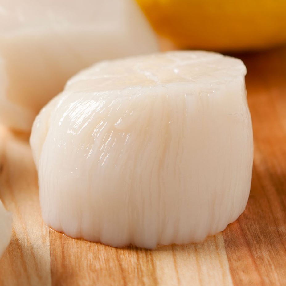Club Scallop