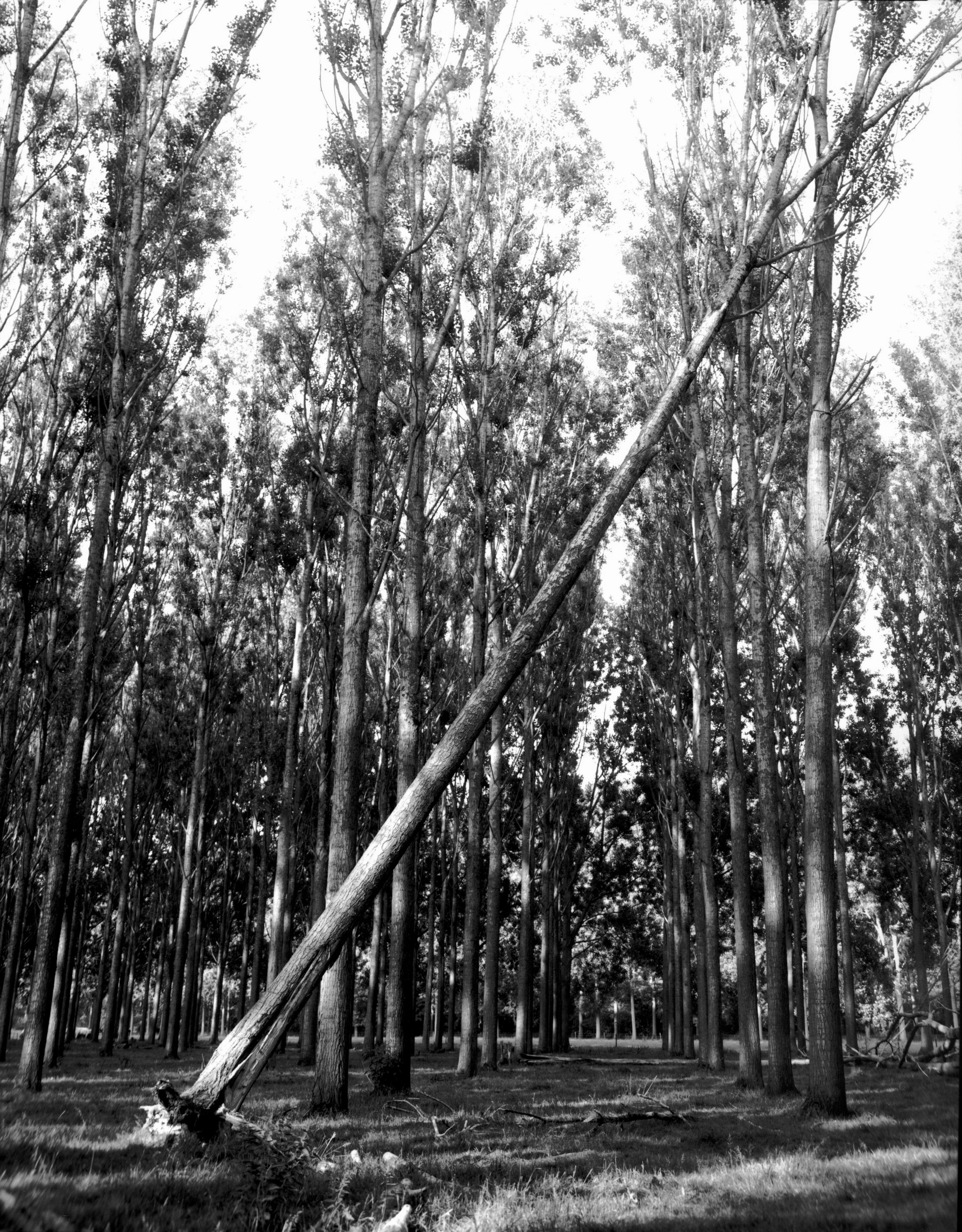 Storm Hit Tree, Maastricht, Belgium, 2004