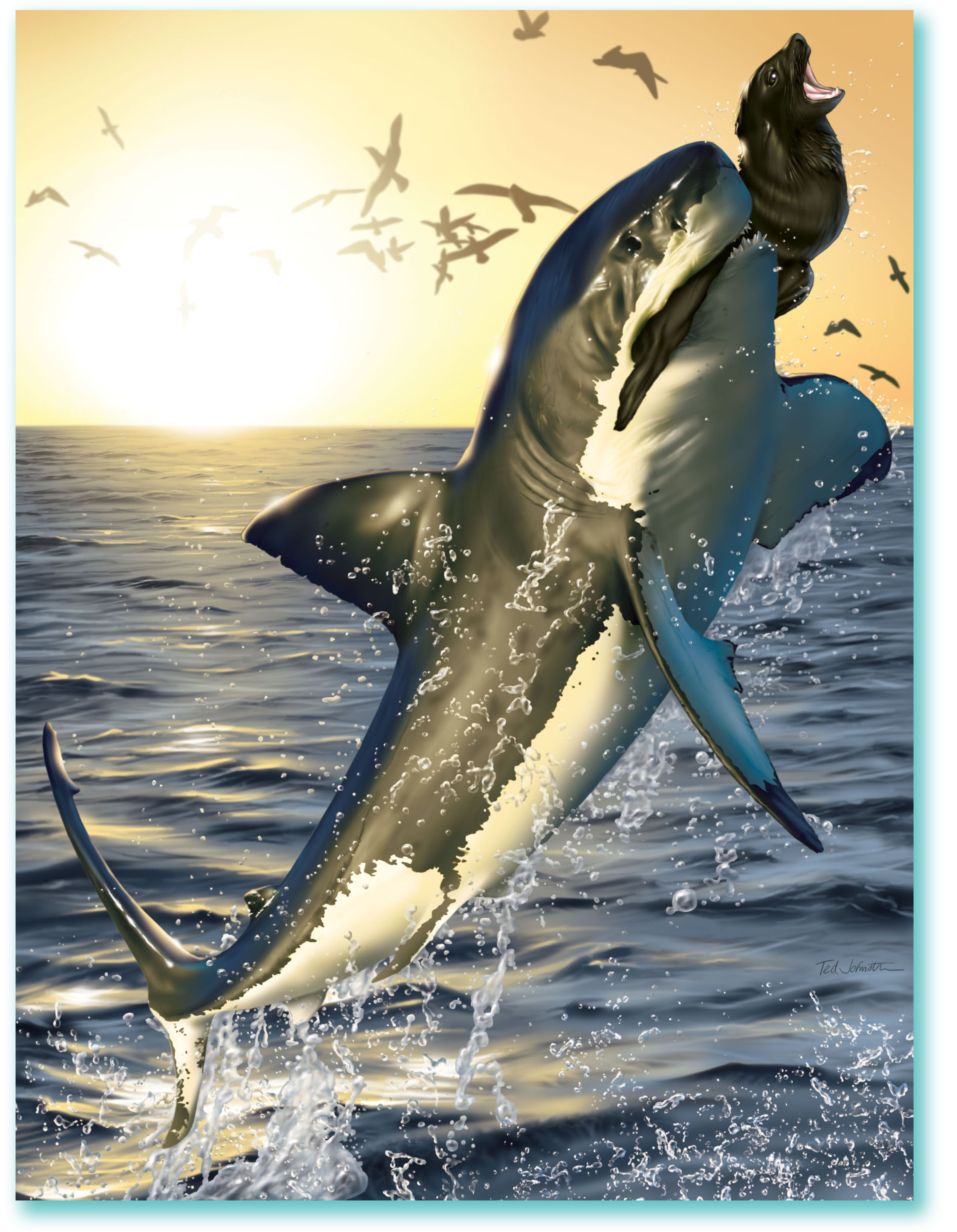 Shark, great white, seal, sea lion, ocean, death, eat, attack, water, birds, sunset, bite, kill, dramatic, drama, breach, jump, art, Ted, Johnston, Creative, Studios, creative, director, illustration, illustrator, artist, advertising, marketing