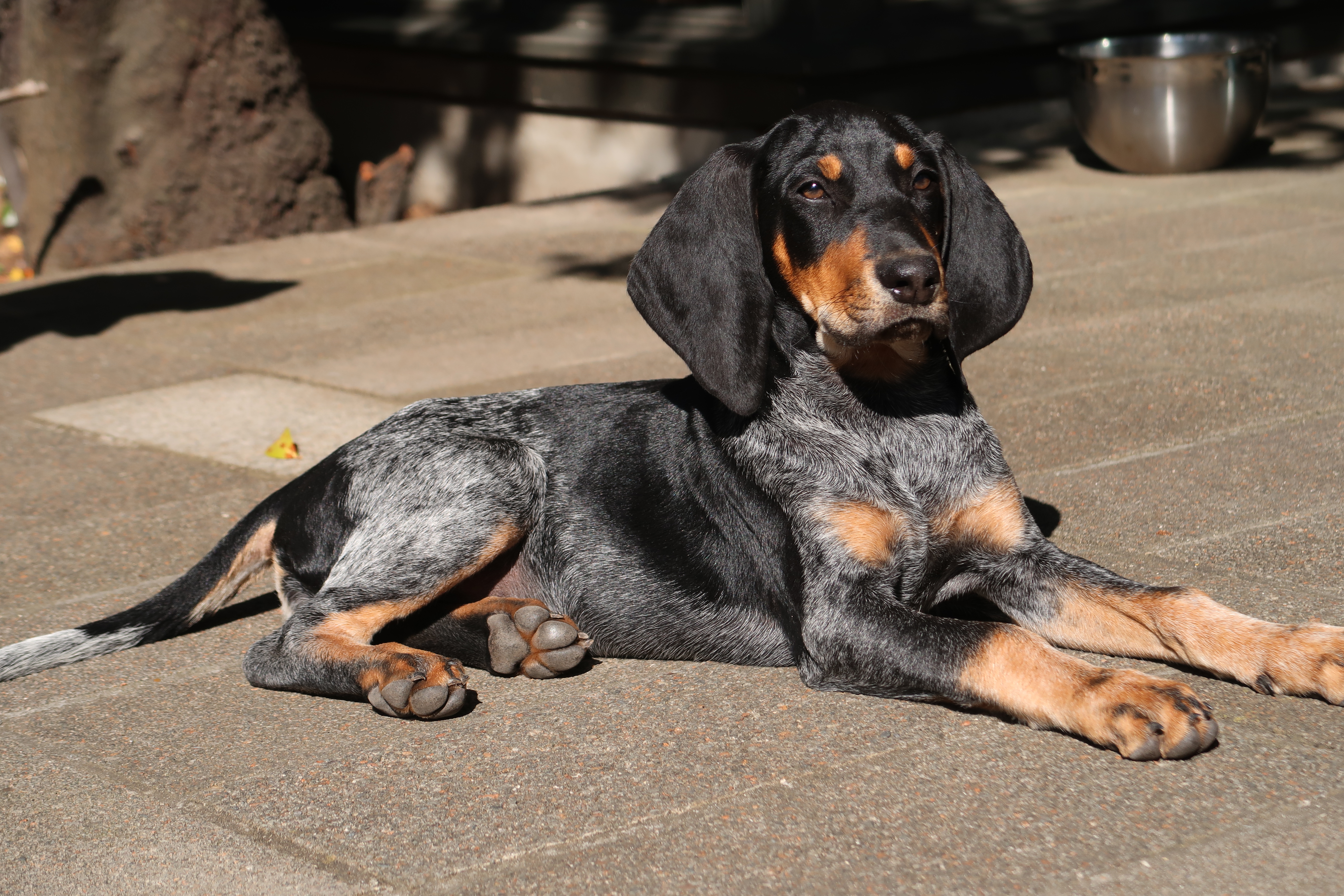 Beautiful Clementine (~3 months)