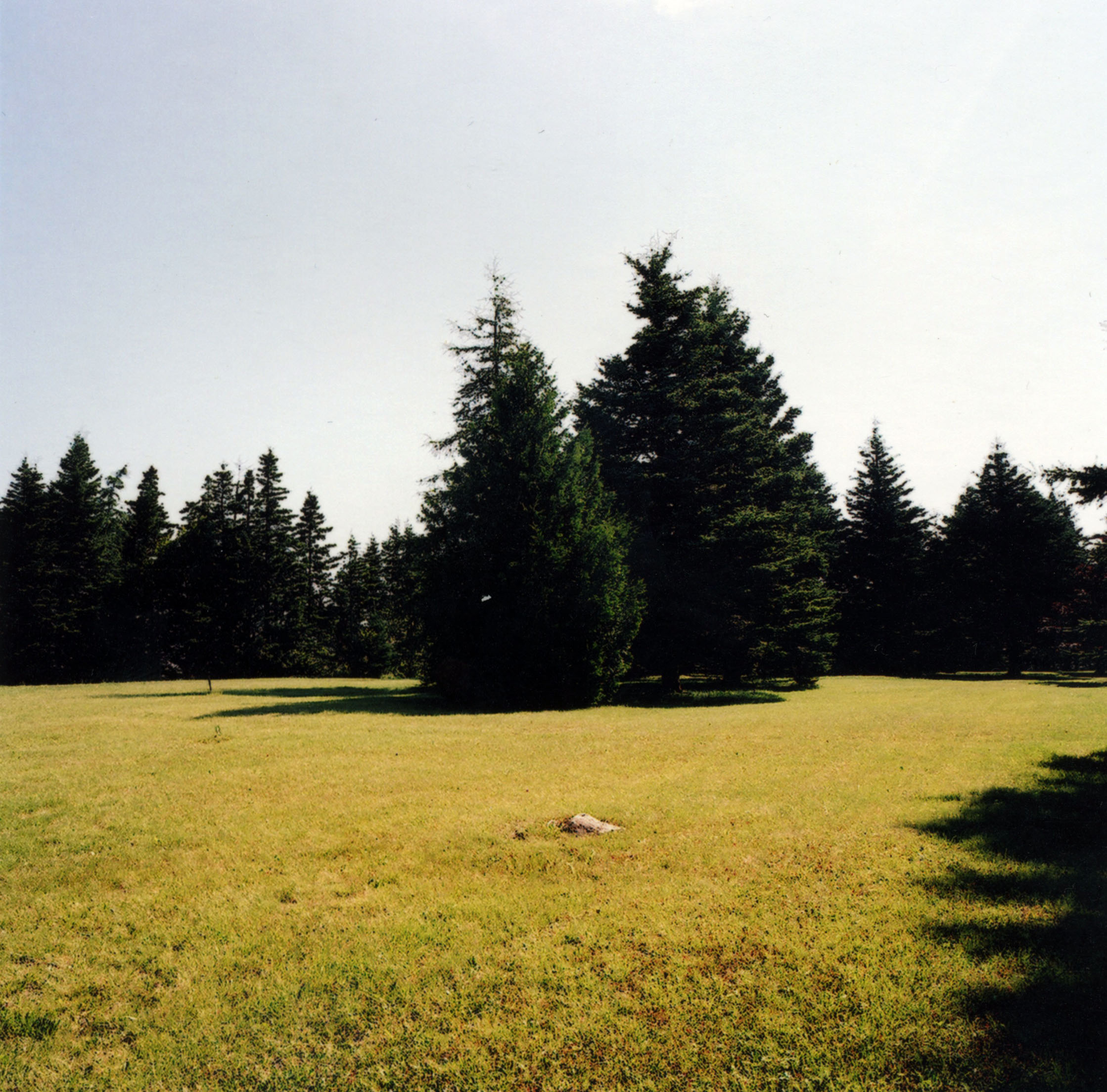 Tree, Owls Head, Maine 2008