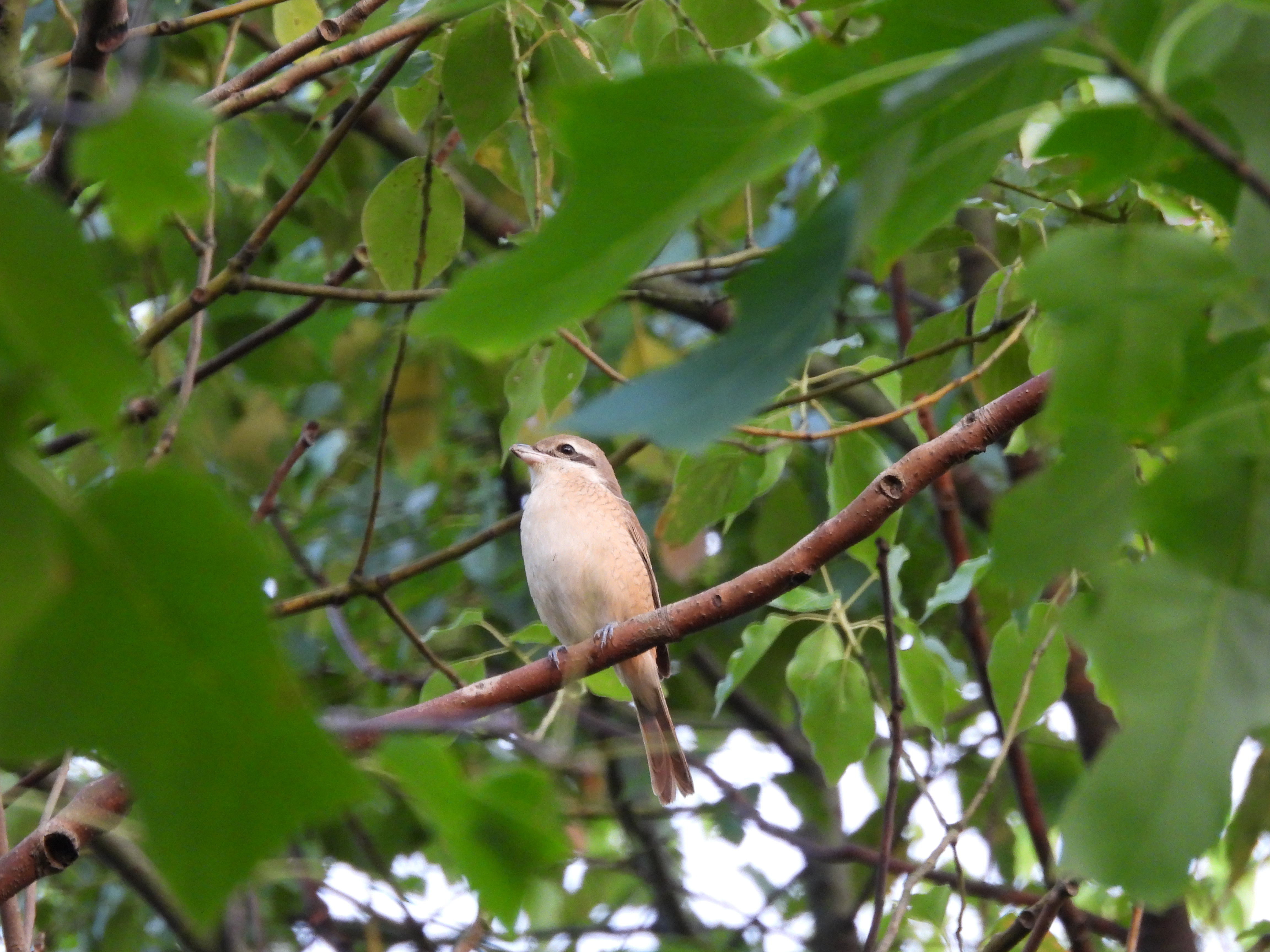 红尾伯劳 Brown Shrike