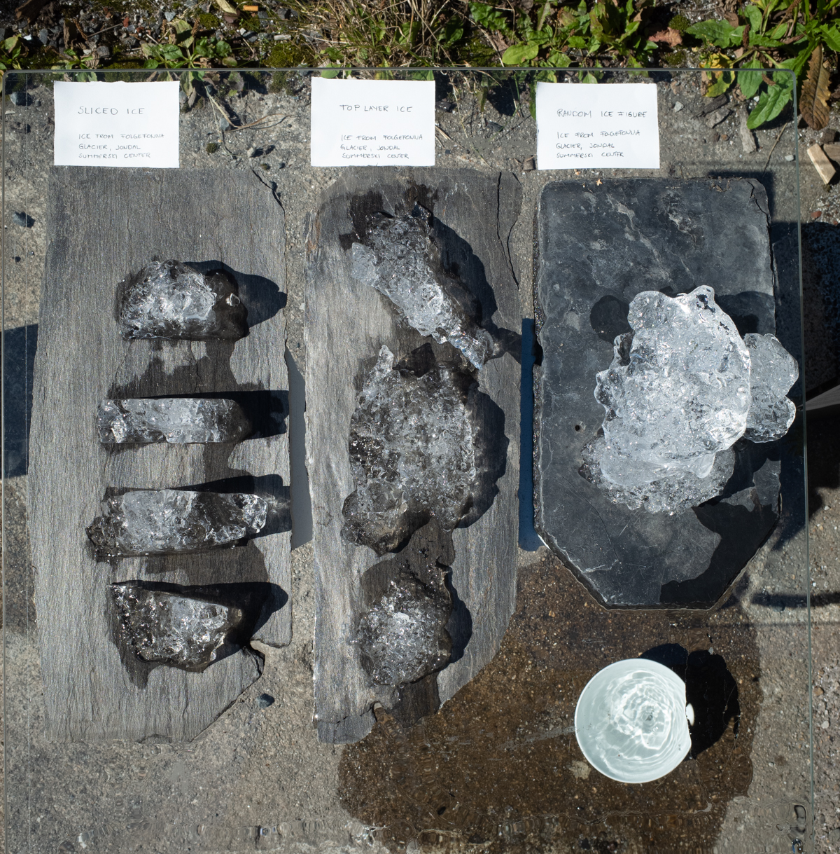 Torgrim - Susan Schuppli