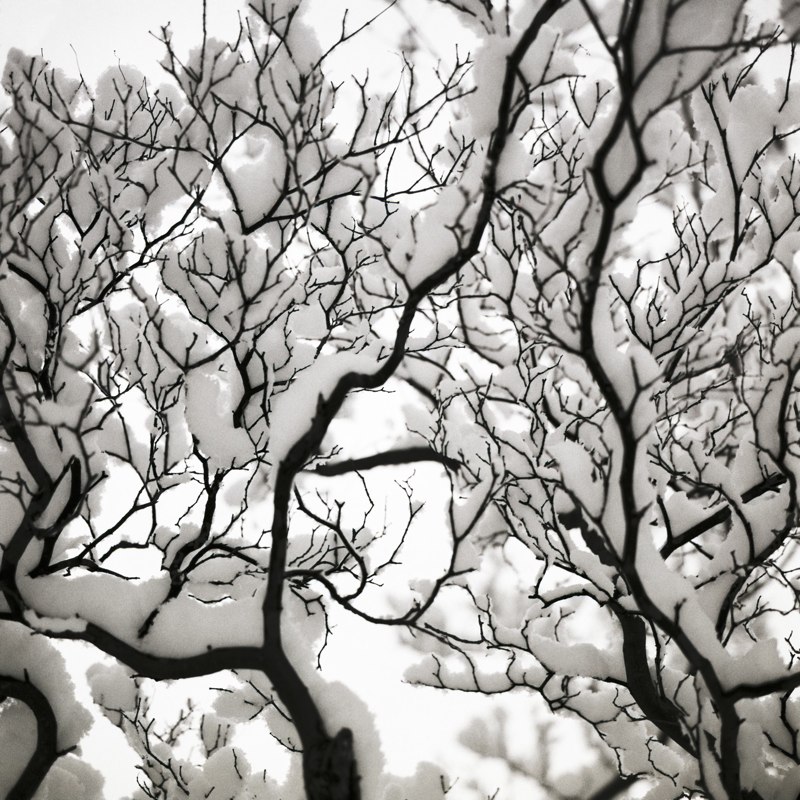 SNOW BRANCH