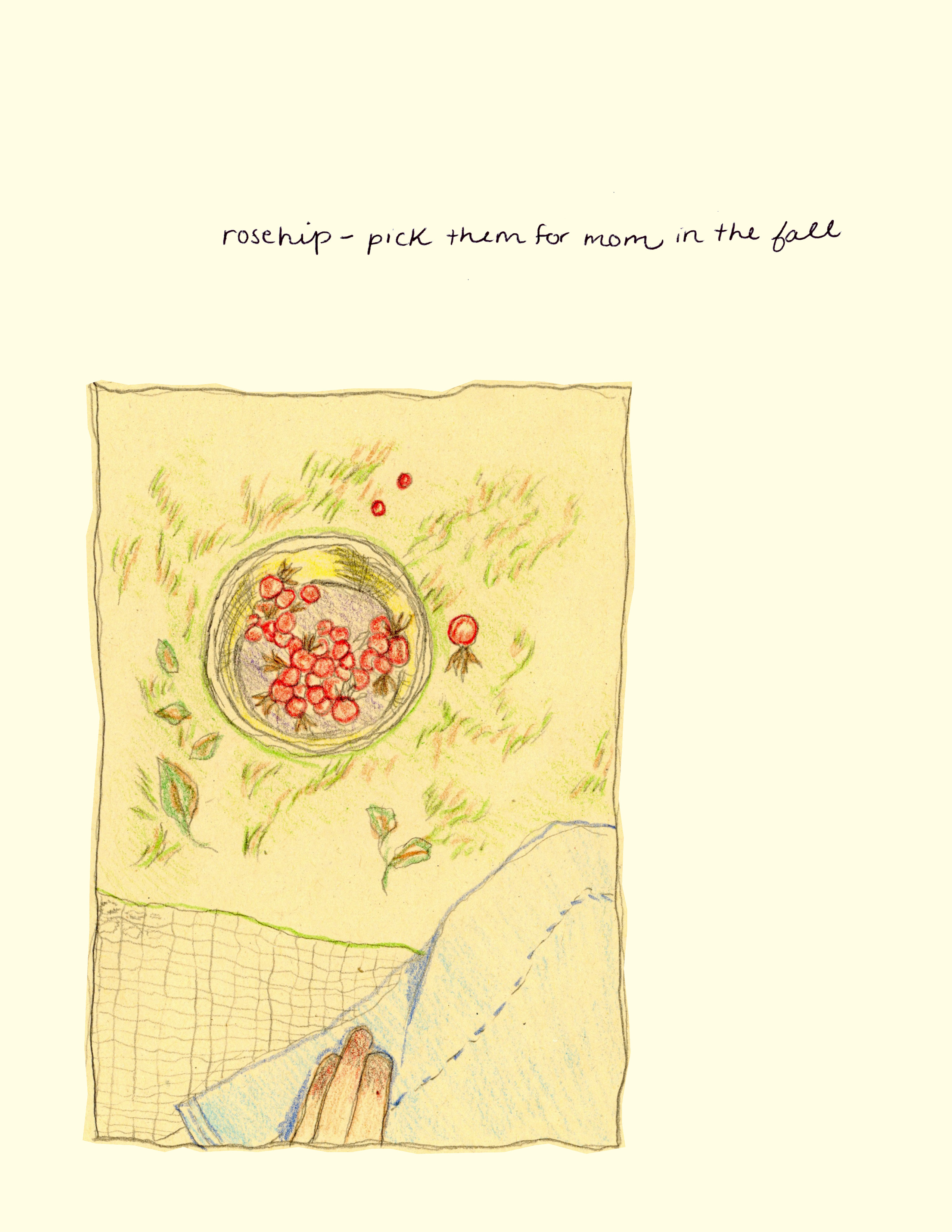 A pencil coloured drawing of a person sitting with a metal bowl full of rose hips in front of them. The perspective is from the eyes of the person sitting, and their hand is resting on their leg. They are wearing jeans. Written text above reads "rose hip - pick them for mom in the fall"