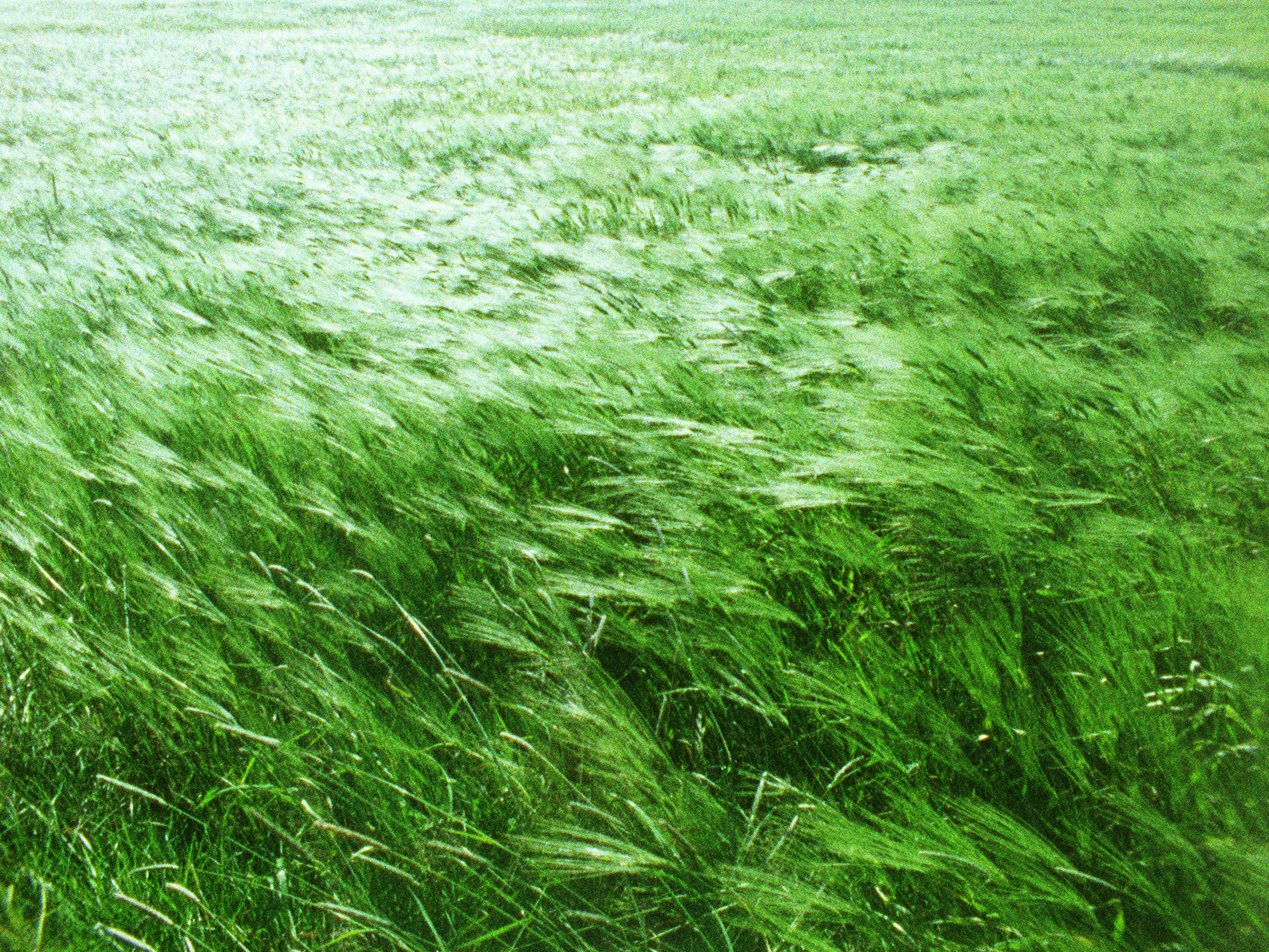 Brekka 003, 2006. Lightprint and plexyglass. h: 15 x w: 20 in.