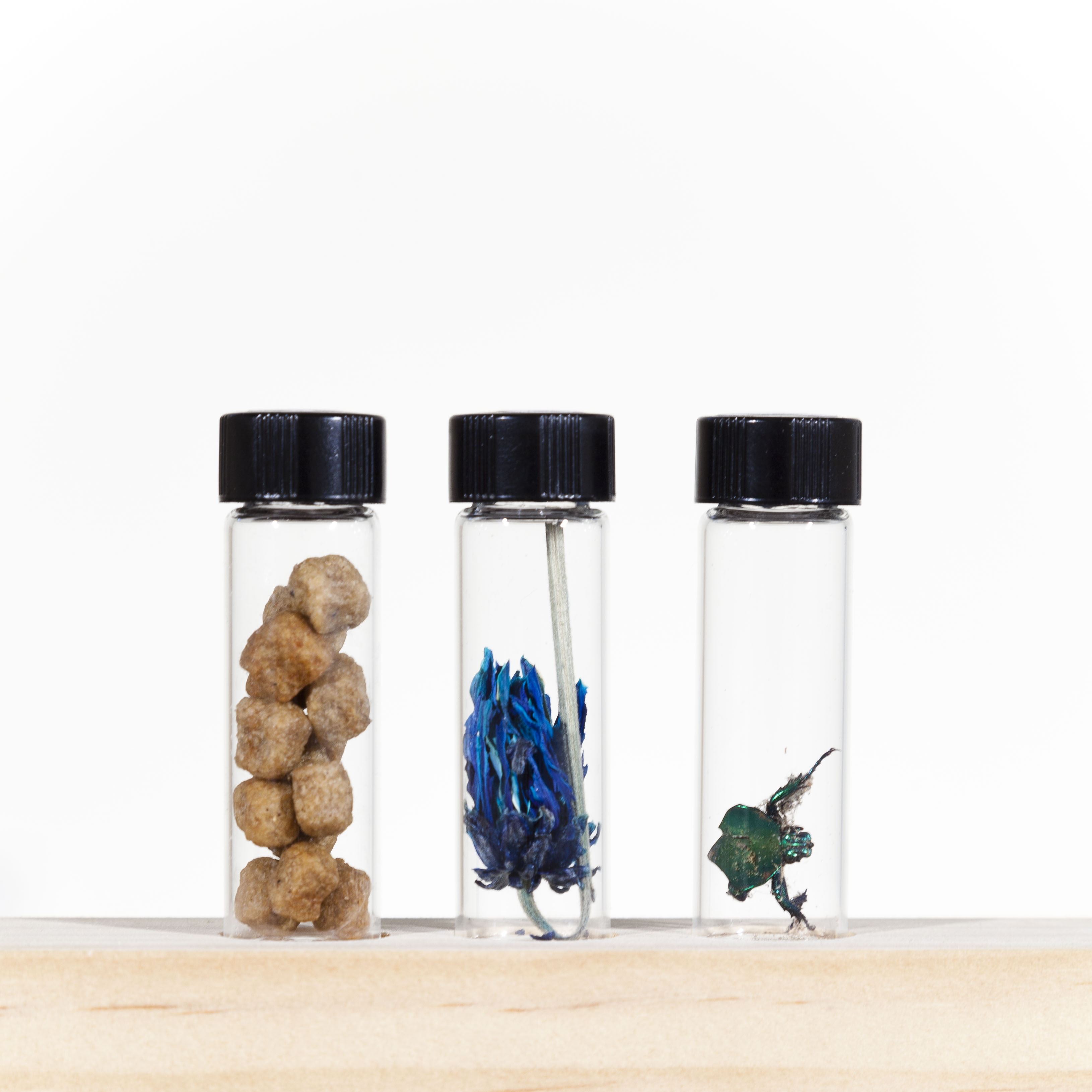 265. Food that Atticus can’t eat any more - clean out 9/12 266. Dyed blue dried flower - studio remnant 9/14 267. Front half of beetle - Irvine 9/15