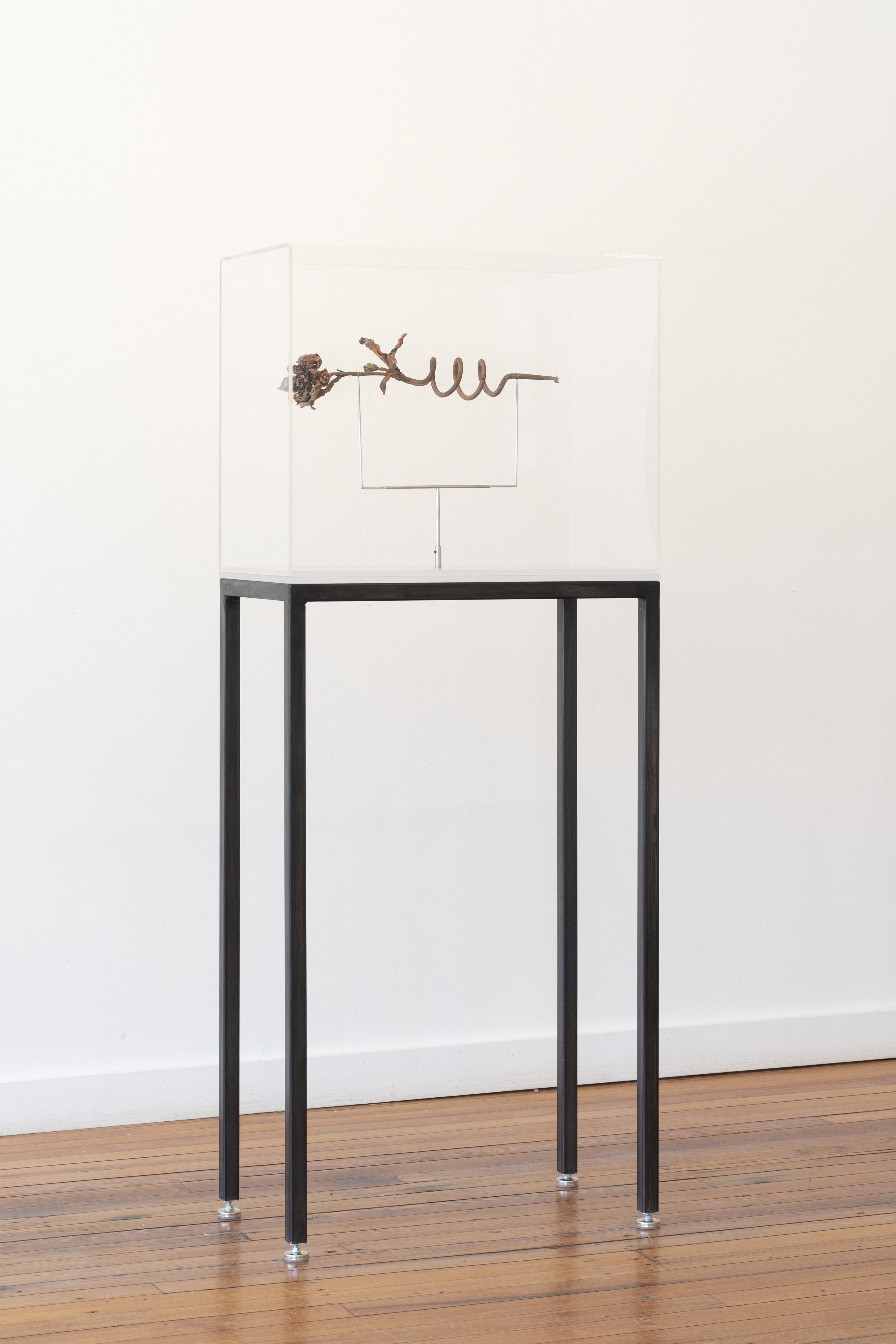 Anemone Coil Electrode, 2021