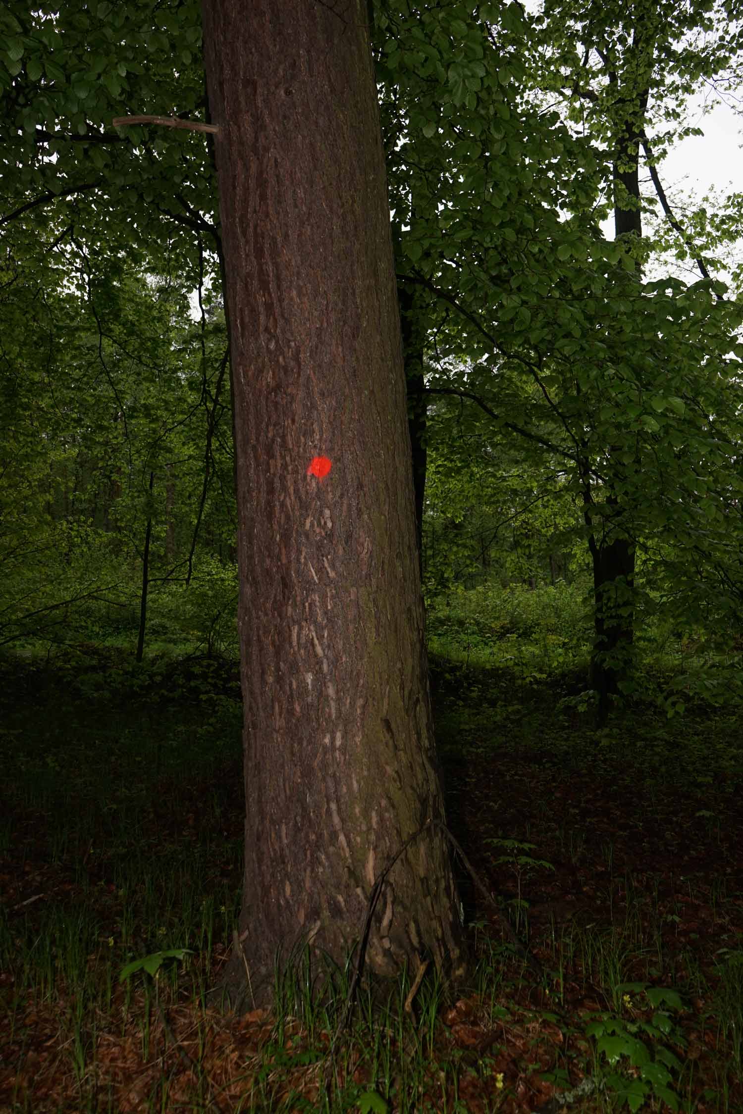 CHRABĄSZCZ GABRIELA