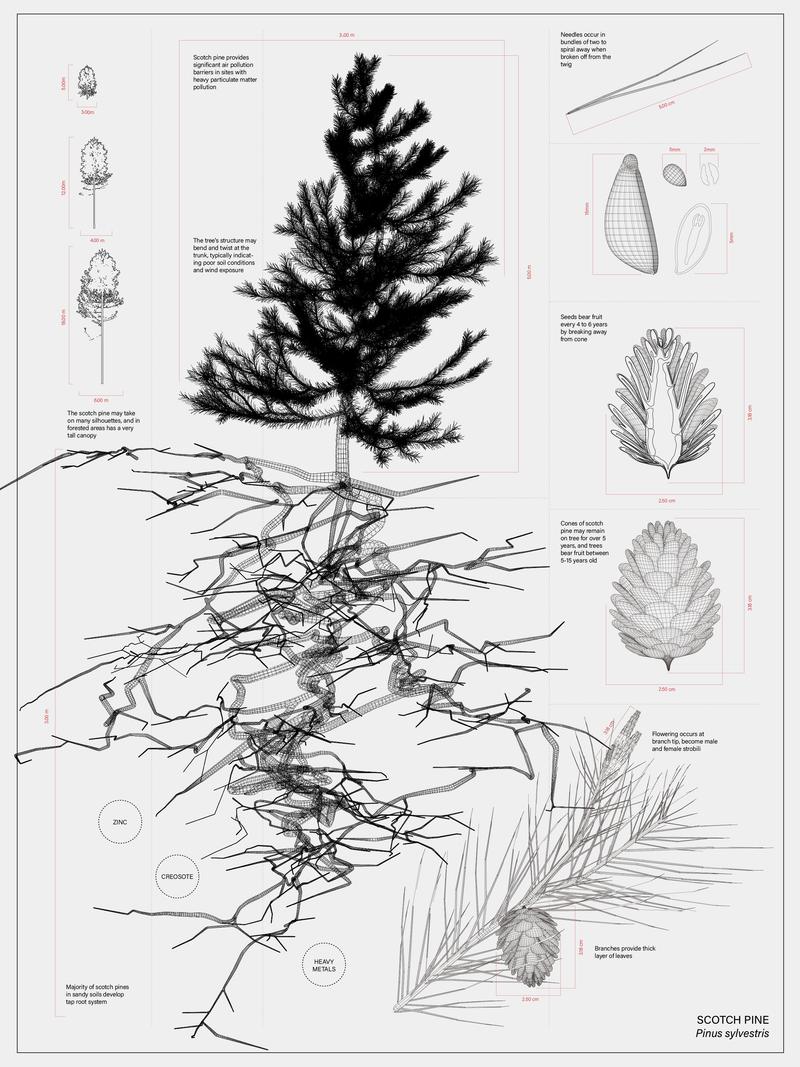 Scotch Pine as Infrastructure