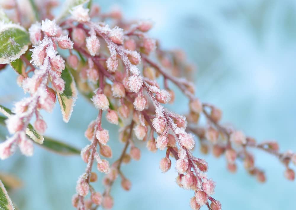 Nr. 198  kristallene Blütenknospen