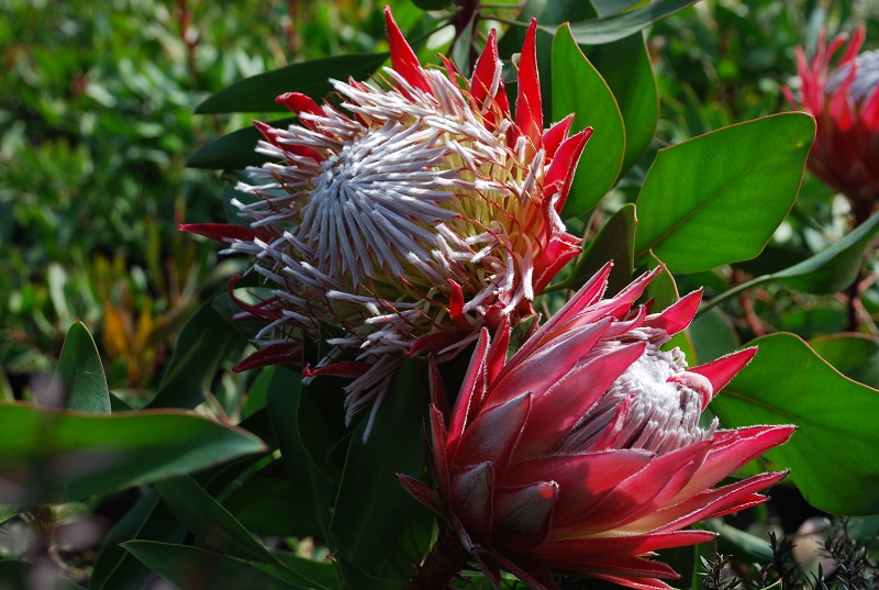 Protea - Iiduka Flower Plants