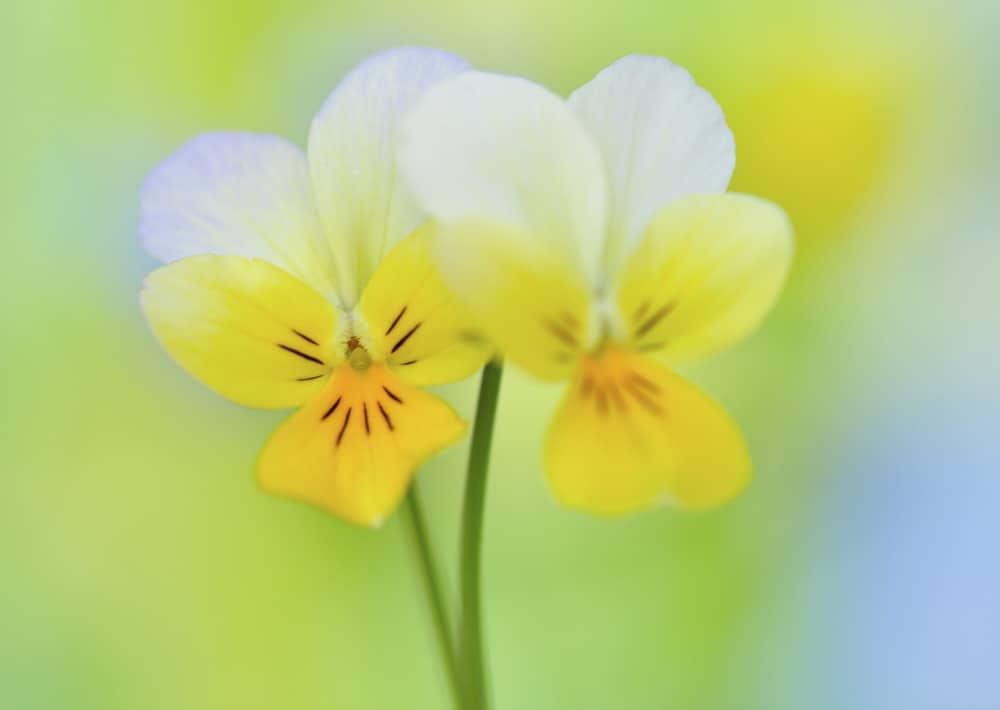 Nr.156 Ackerveilchen / Viola tricolor